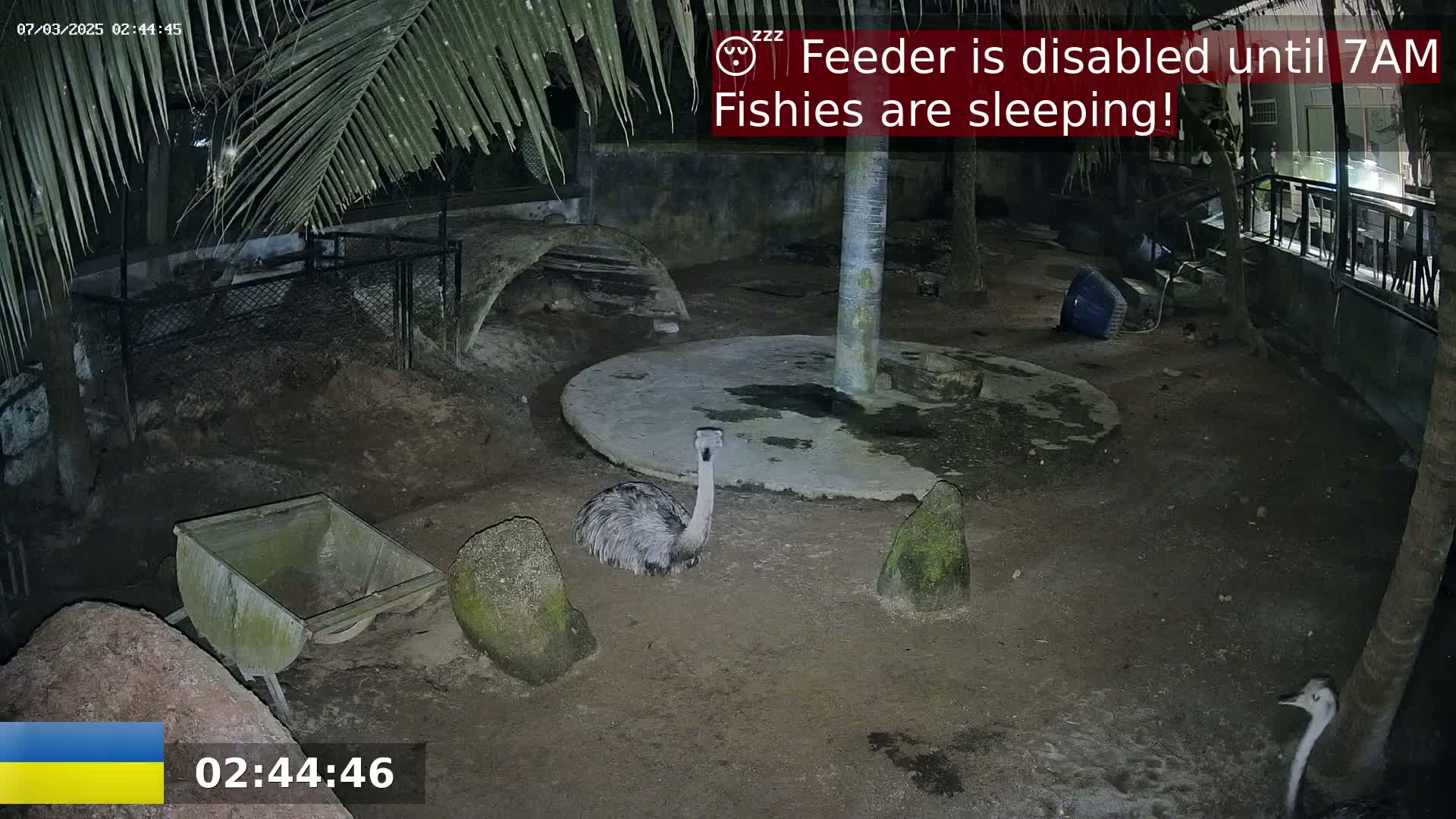 At night, under palm trees, an emu stands in a dirt enclosure, near a small cart and rocks, with another emu partially visible in the background.