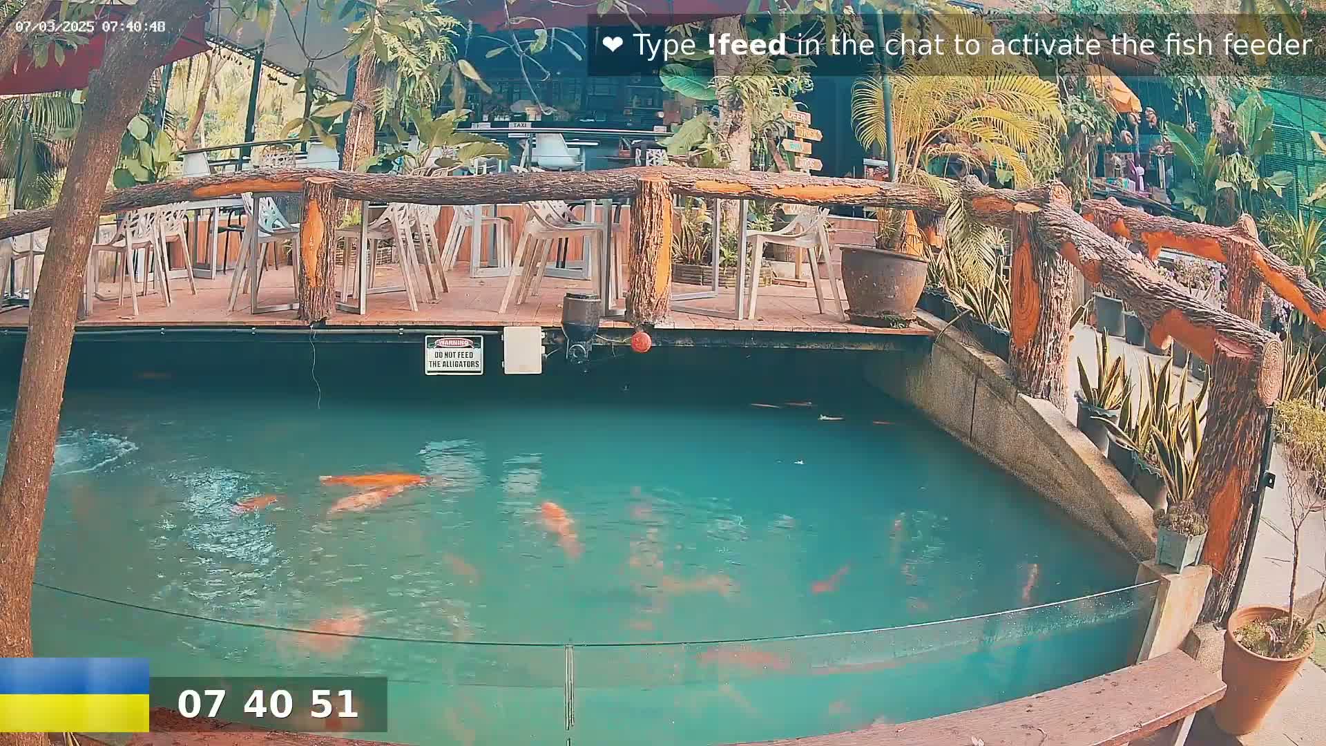 Koi swim in a large, partially enclosed pond next to an outdoor restaurant with a wooden deck and railing.