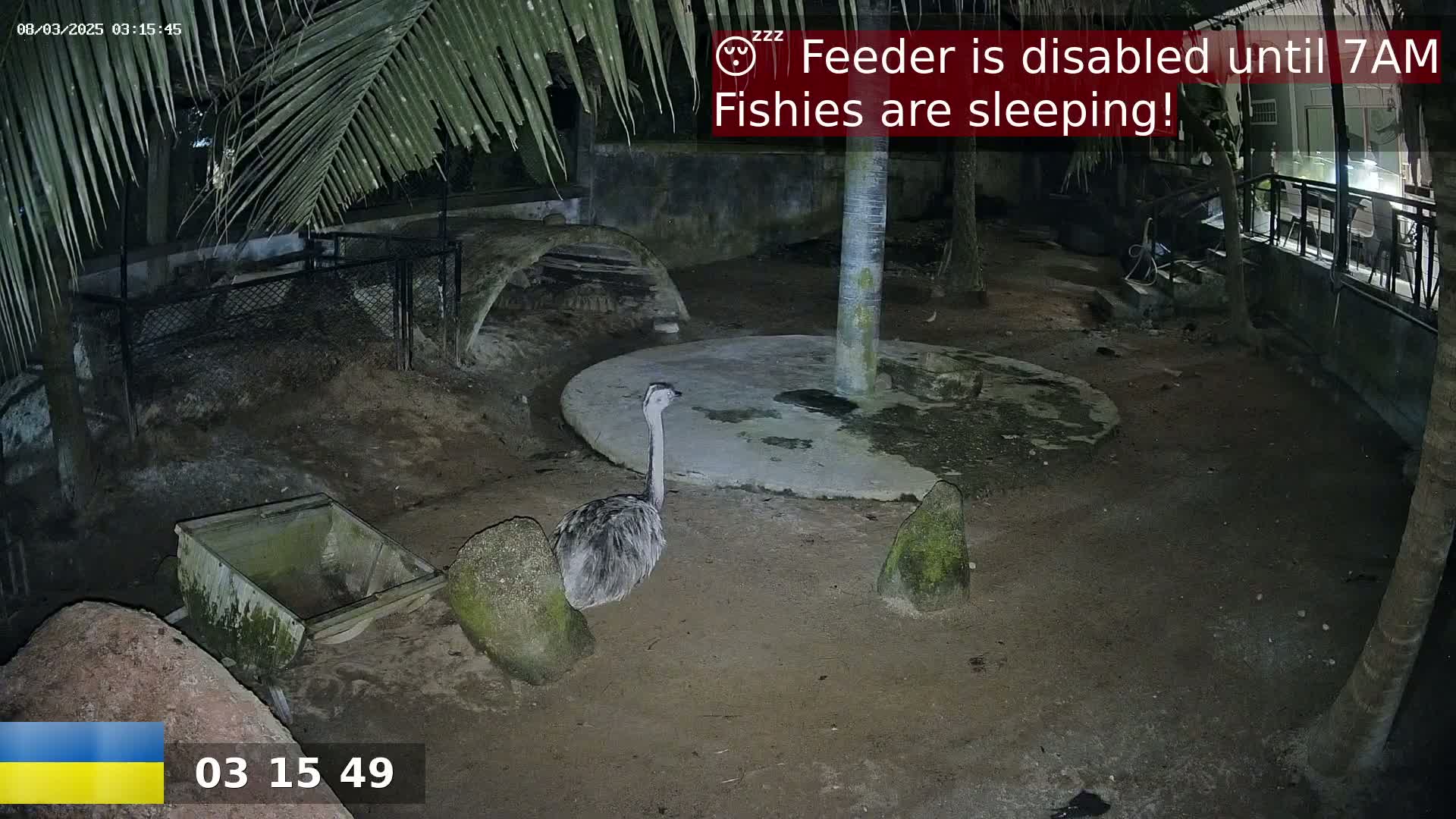 A rhea stands in a dark, sandy enclosure at night, under palm trees, near a small, empty cart.