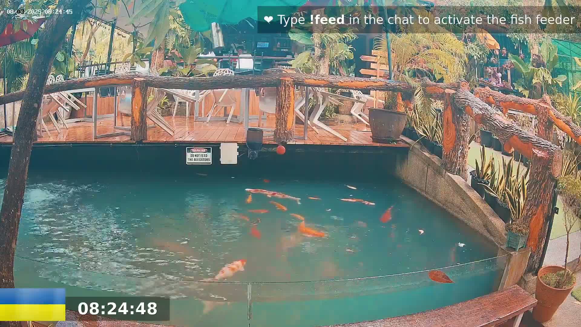 Koi swim in a pond next to an outdoor patio with wooden railings and wet tables.