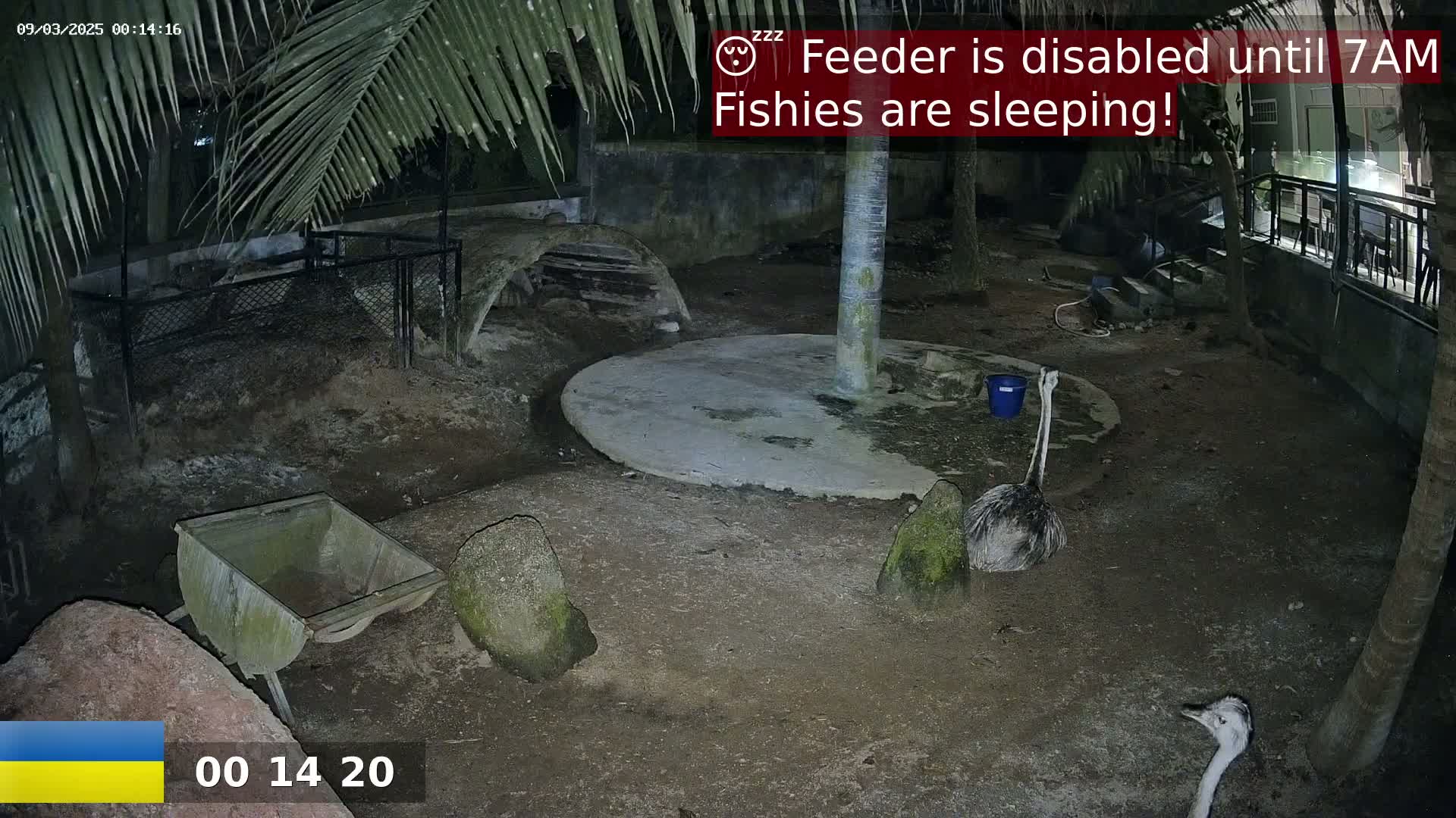 A nighttime outdoor scene shows two ostriches in an enclosure, near a wheelbarrow and several rocks, under palm trees.