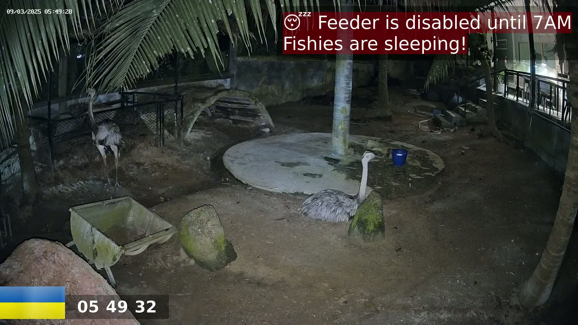 Two rheas are in a dimly lit enclosure at night, one near a small cart and the other near a tree.