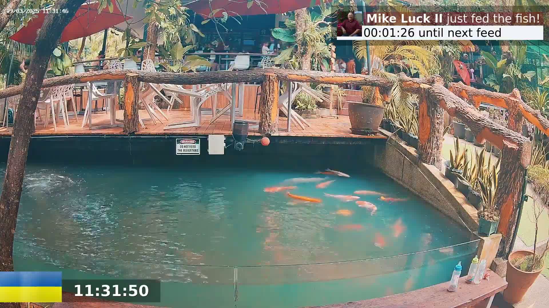 A koi pond with several orange and white fish is situated beside an outdoor restaurant with wooden decking and tables under a shaded area.