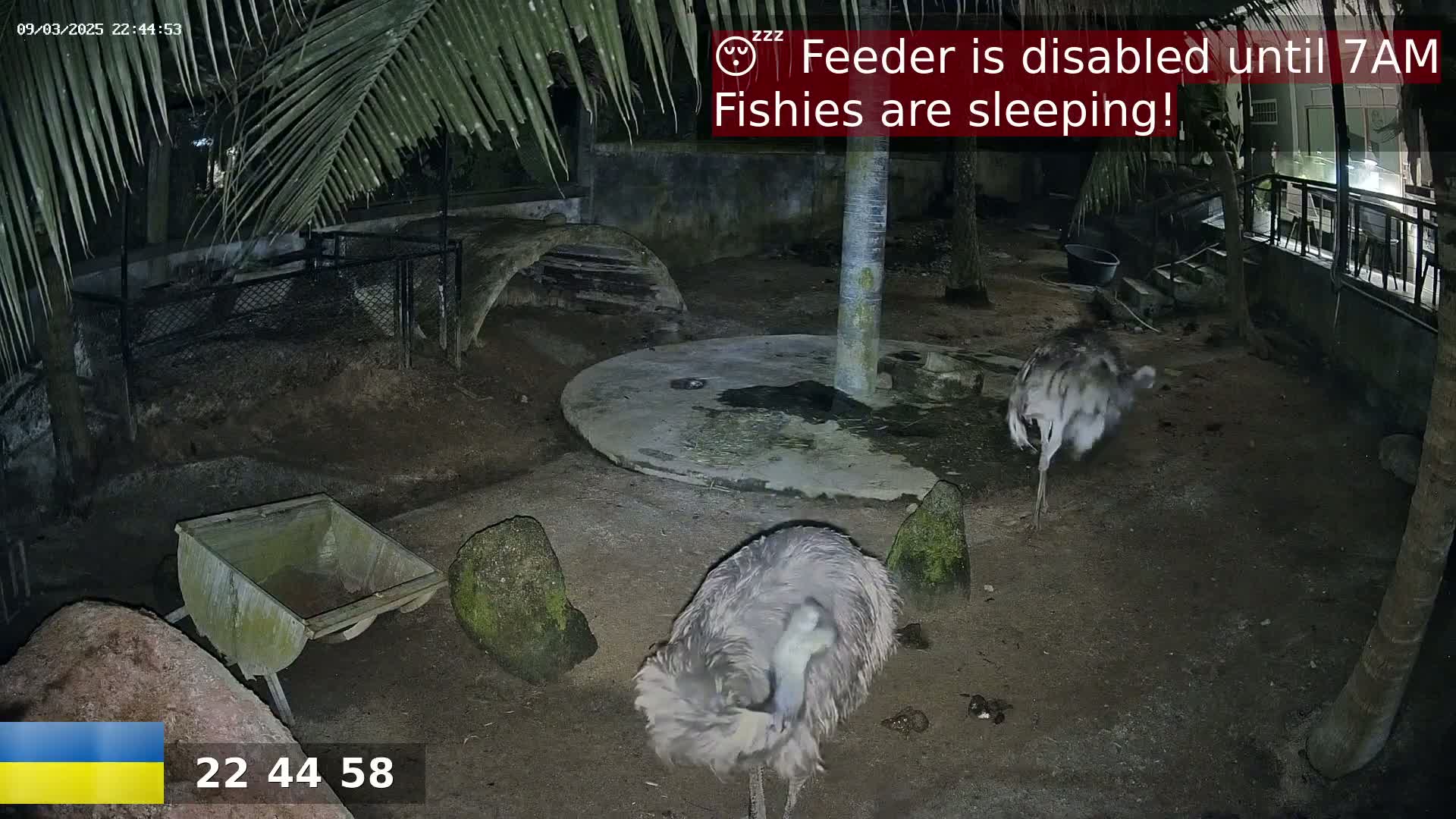 Two emus are in a dark, outdoor enclosure at night, near a small wheelbarrow and some rocks.