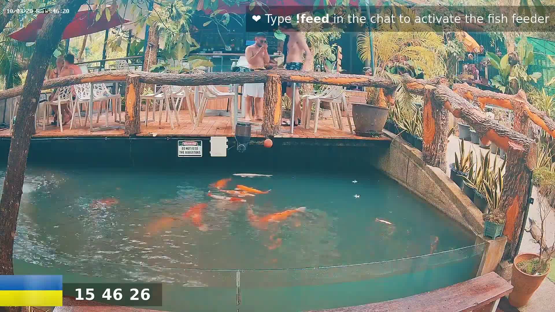 Koi swim in a pond next to an outdoor restaurant with people sitting at tables.