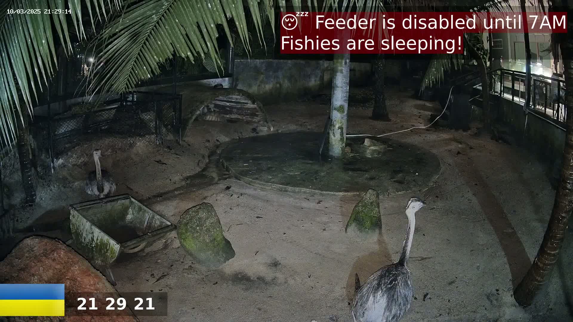 At night, under palm trees, two ostriches are visible in an enclosure with a small pool of water and a wheelbarrow.