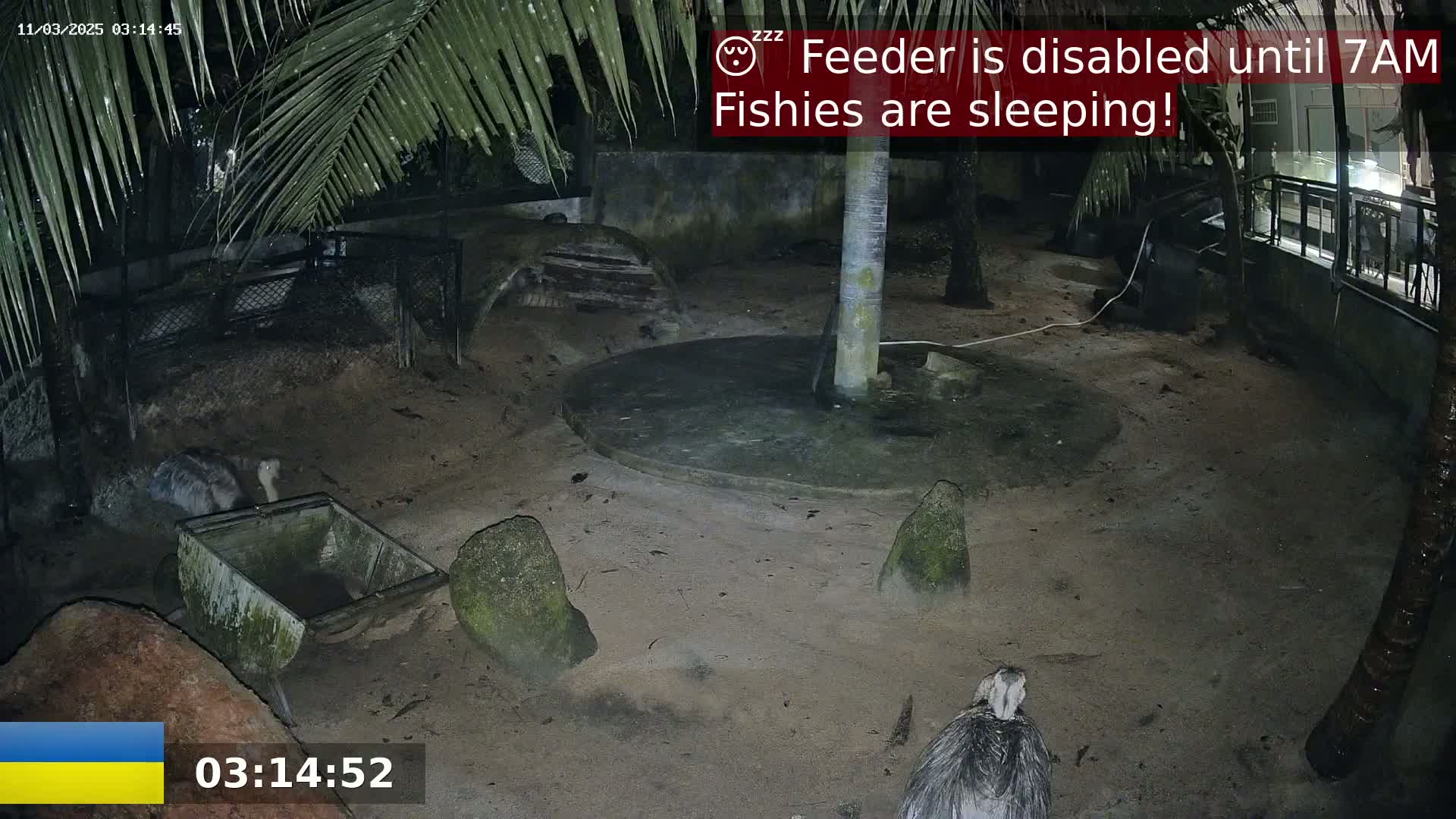 At night, several emus are in an enclosure with sandy ground, rocks, and a small trough, under palm trees.