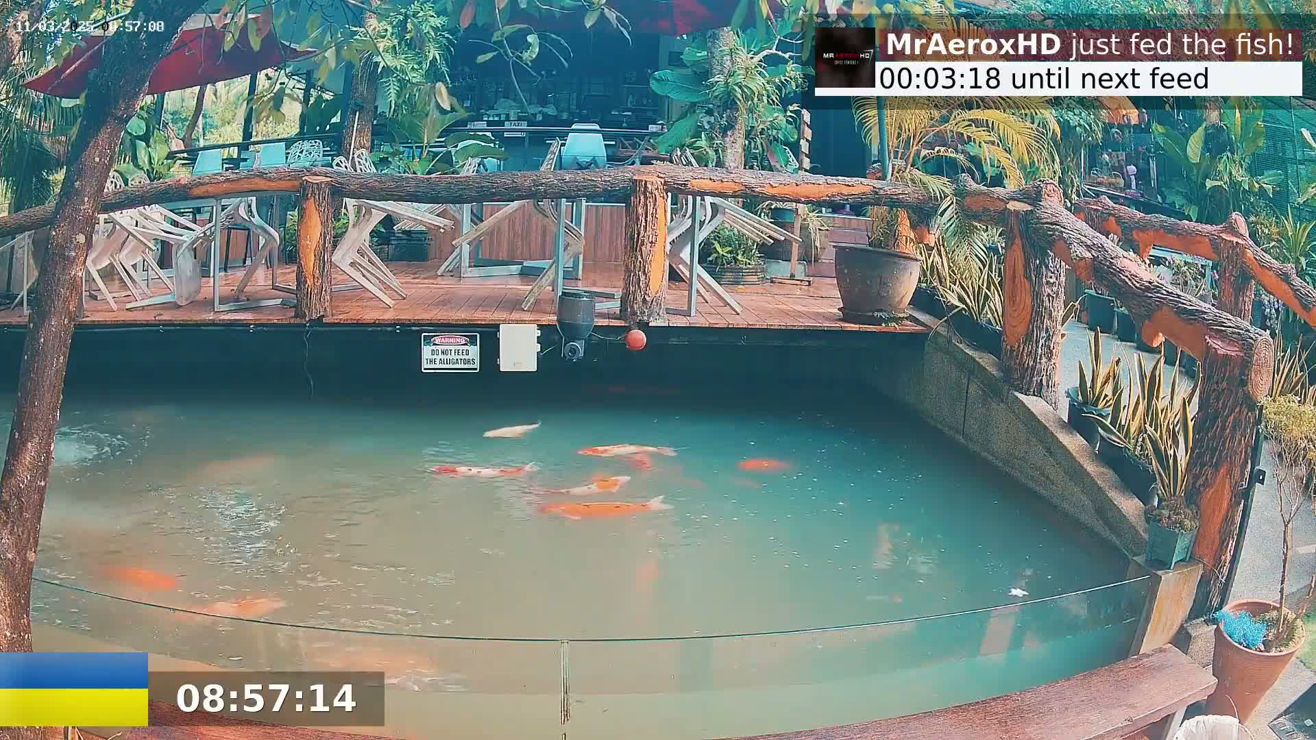 An outdoor koi pond with several orange and white koi swimming in it, surrounded by a wooden deck with empty chairs and tables, and lush green tropical plants.