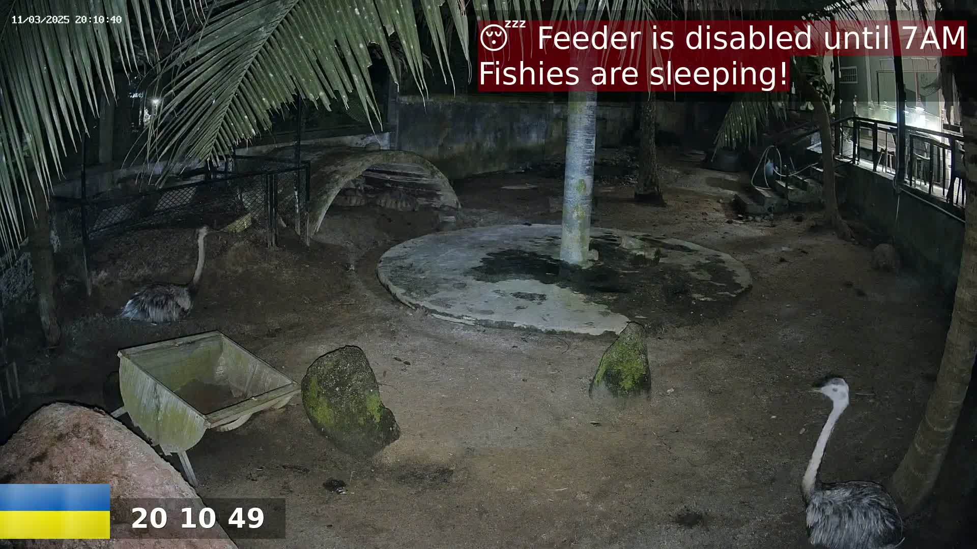 At night, several ostriches are resting in an enclosure under palm trees.