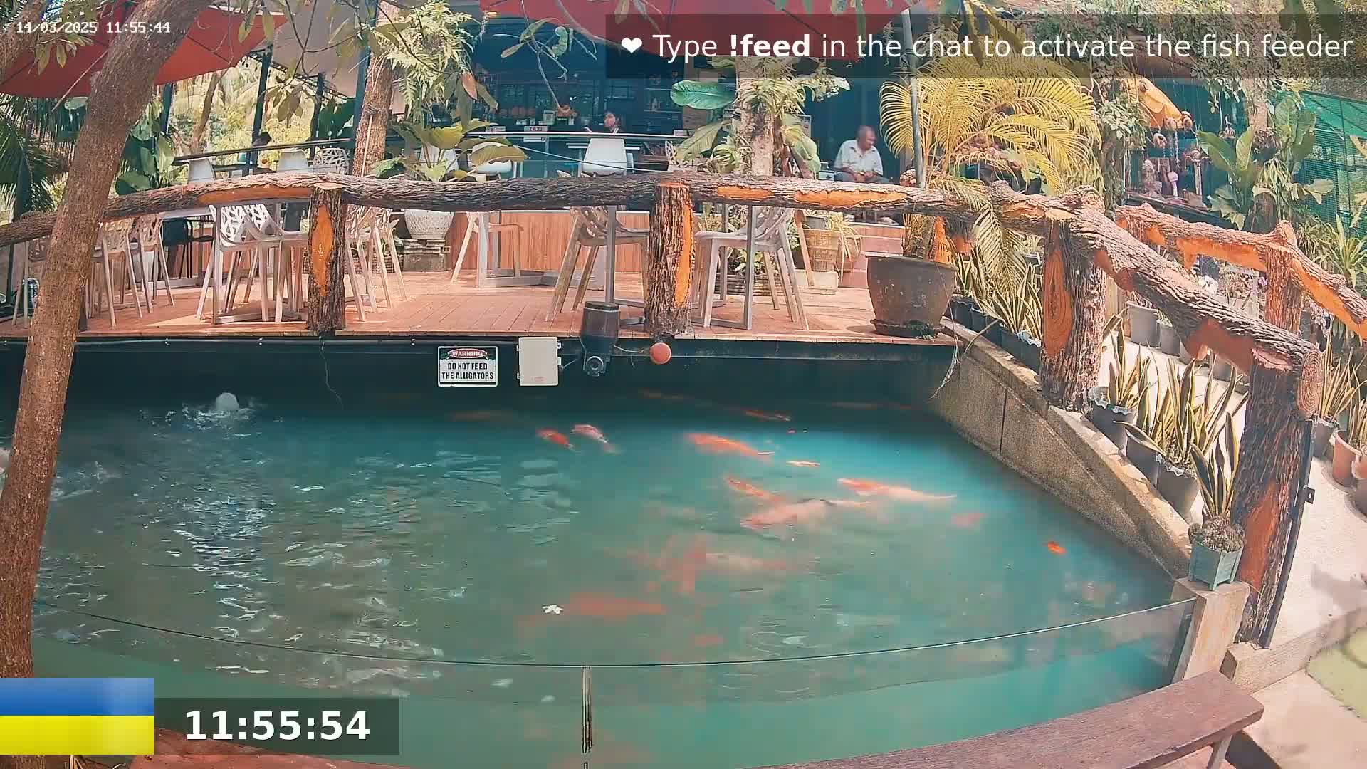 Koi fish swim in a pond below an outdoor patio with wooden railings and white chairs under a sunny sky.