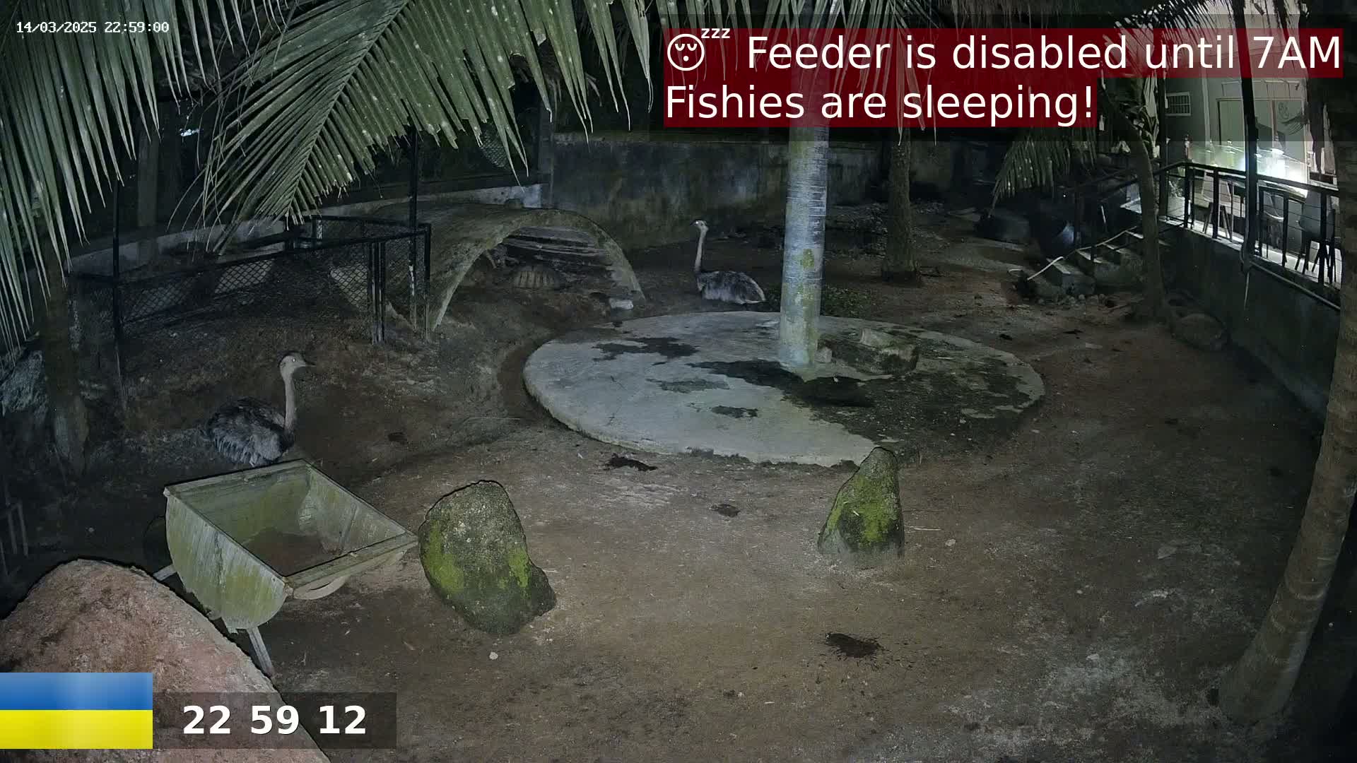 At night, several ostriches are visible in an enclosure under palm trees, with one near a wheelbarrow.