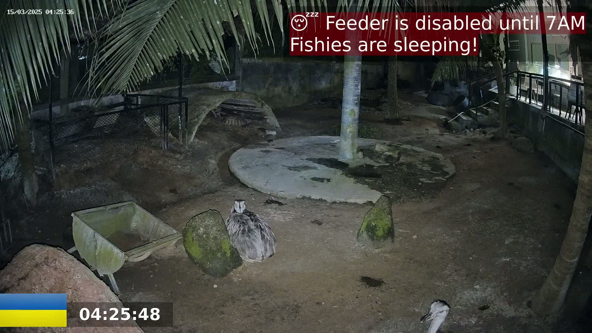 At night, under palm trees, two rheas sit in a dirt enclosure near a wheelbarrow, with another rhea partially visible in the bottom right corner.