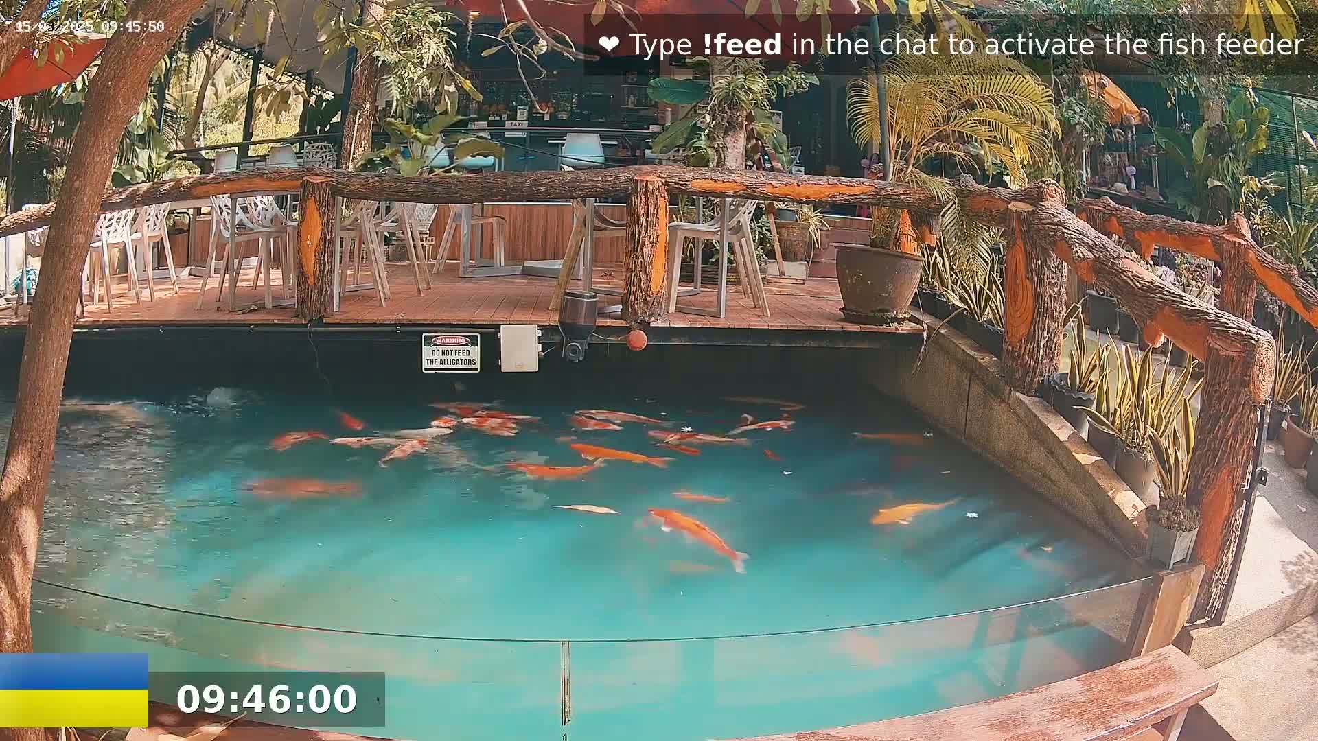 A koi pond with numerous orange and white fish is situated beneath an outdoor patio with a wooden bridge and several empty chairs.