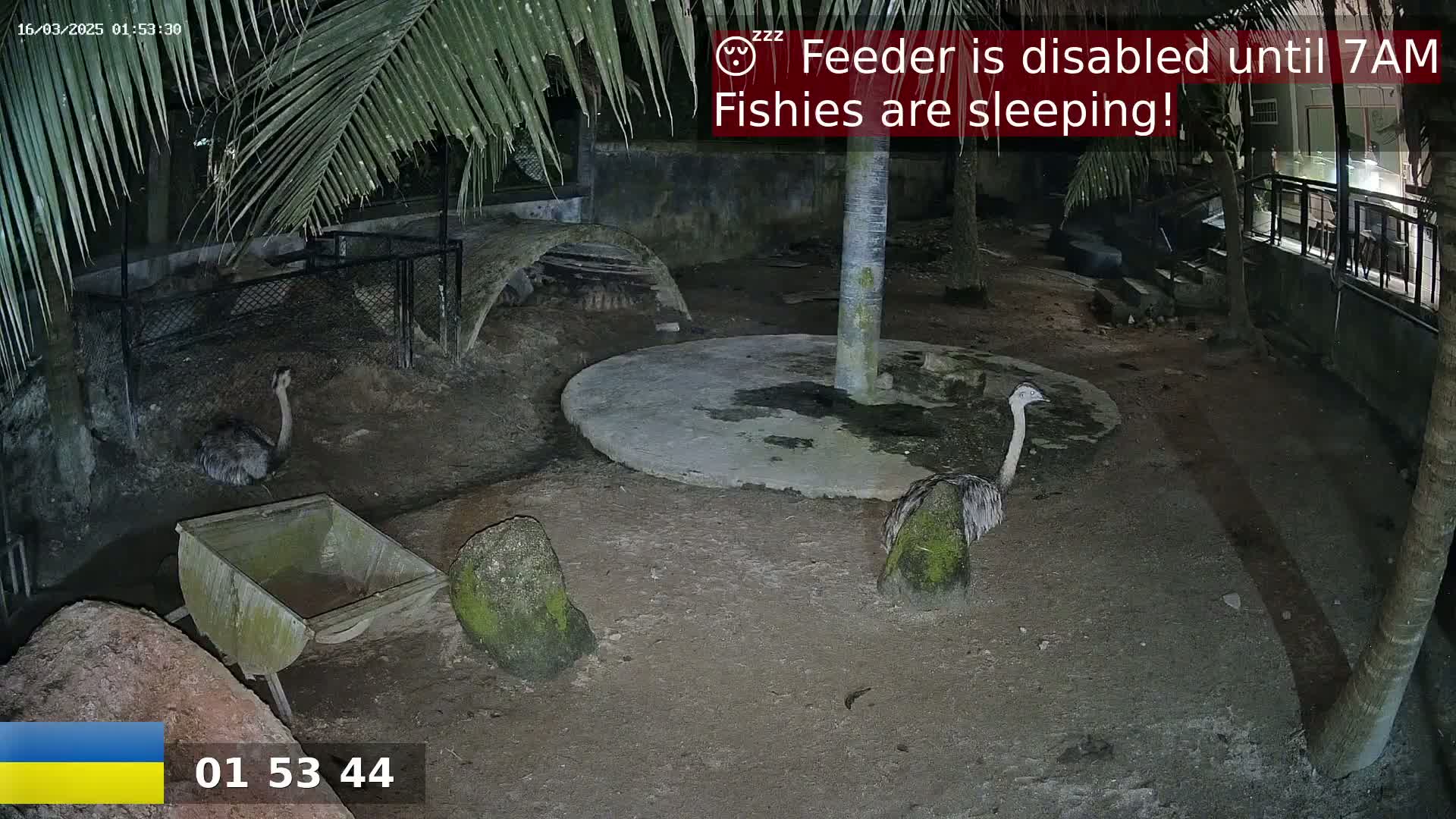 At night, two rheas stand in a dirt enclosure surrounded by palm trees, rocks, and a small wooden cart.