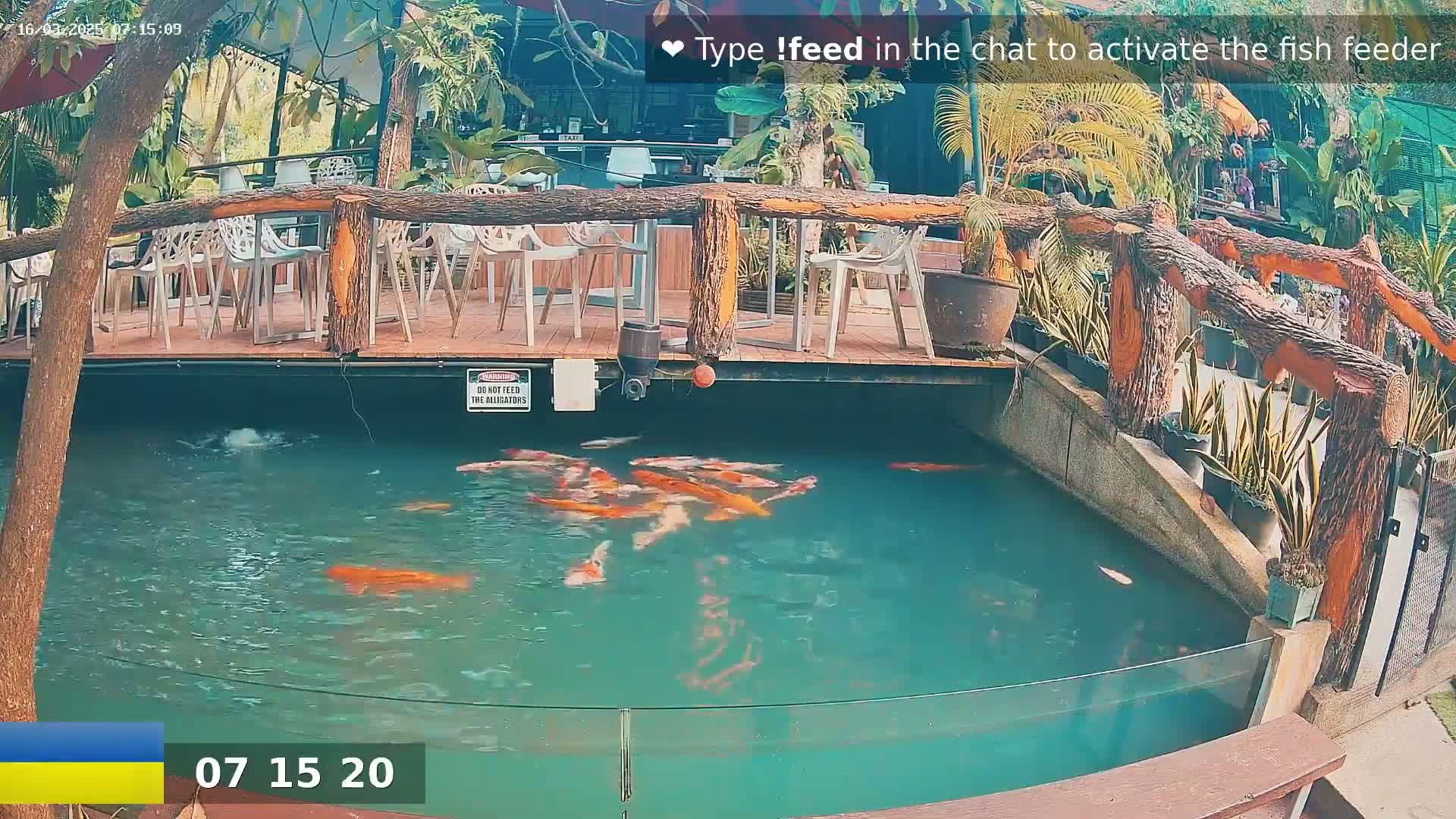 A pond filled with koi fish is situated beneath an outdoor patio with wooden railings and several empty chairs.