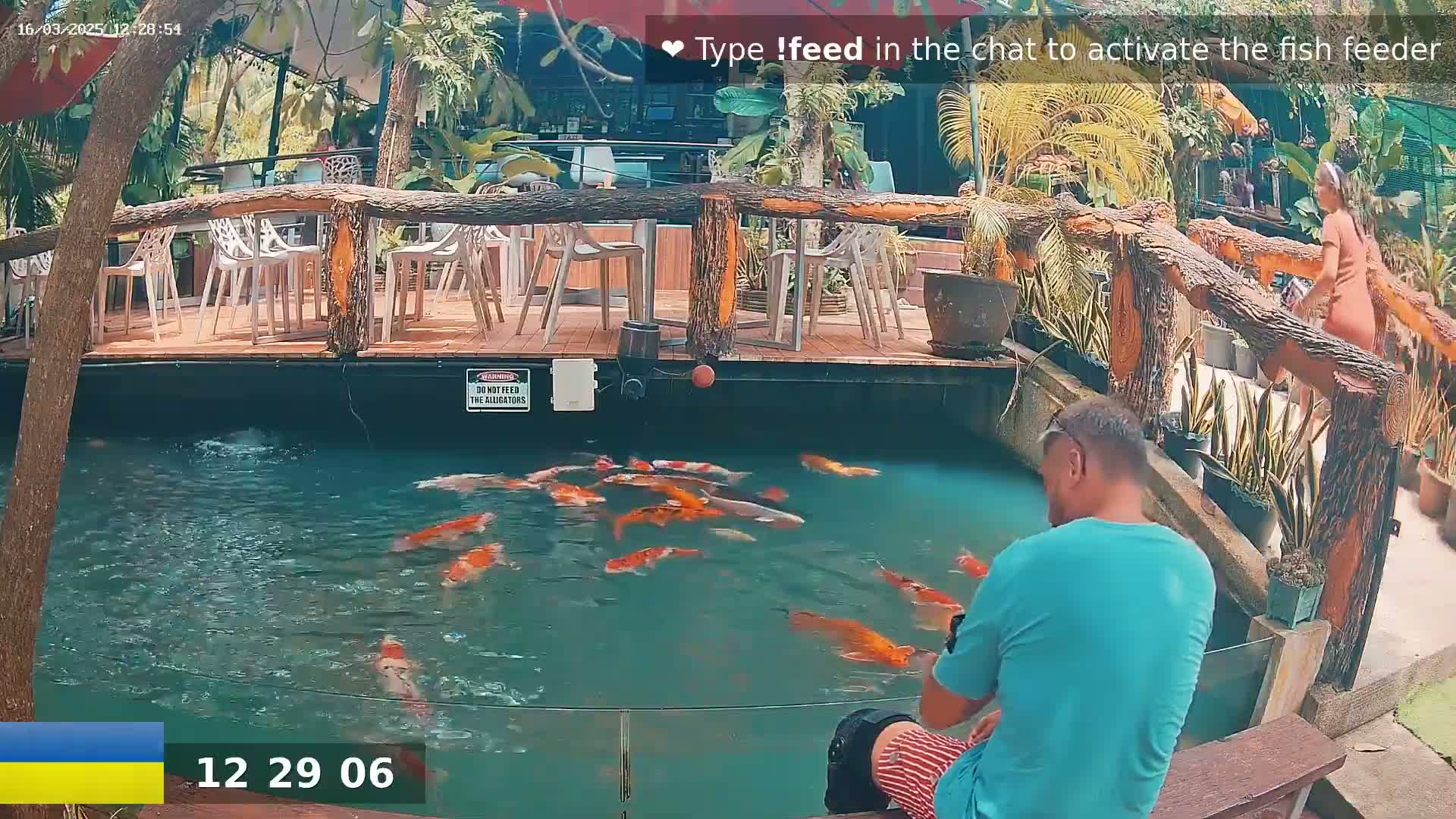 A man sits by a pond filled with colorful koi fish, next to an outdoor restaurant with a wooden deck and railing under a sunny sky.