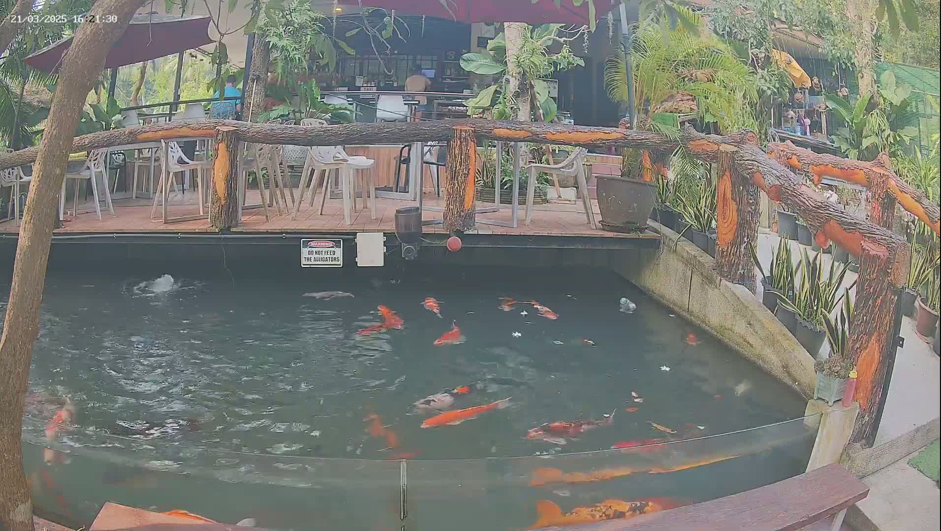 A koi pond filled with numerous orange and white fish sits below an outdoor patio with wooden railings and several unoccupied plastic chairs and tables.