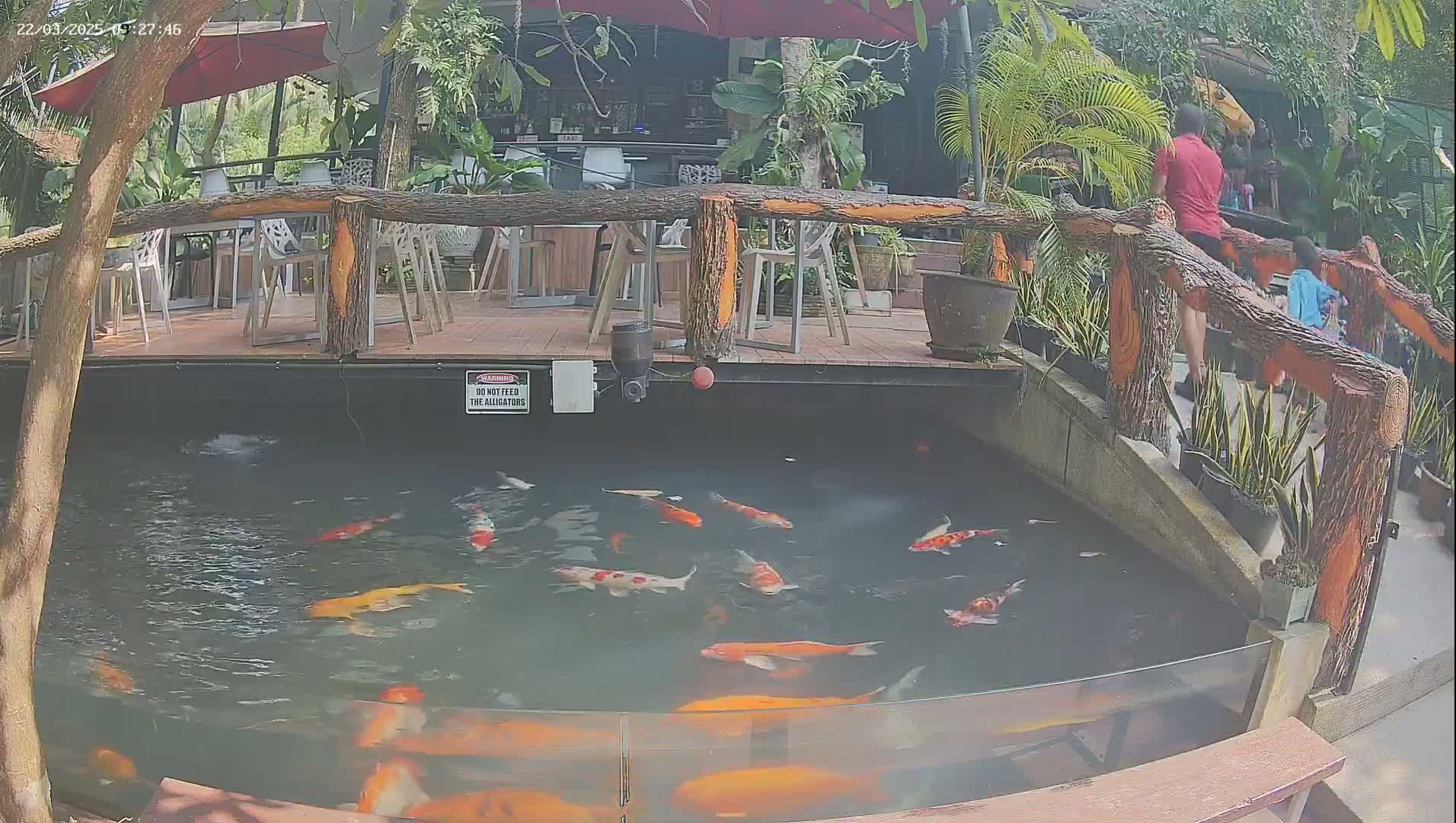 A pond containing numerous koi fish is situated beneath an outdoor patio area with wooden railings and seating.