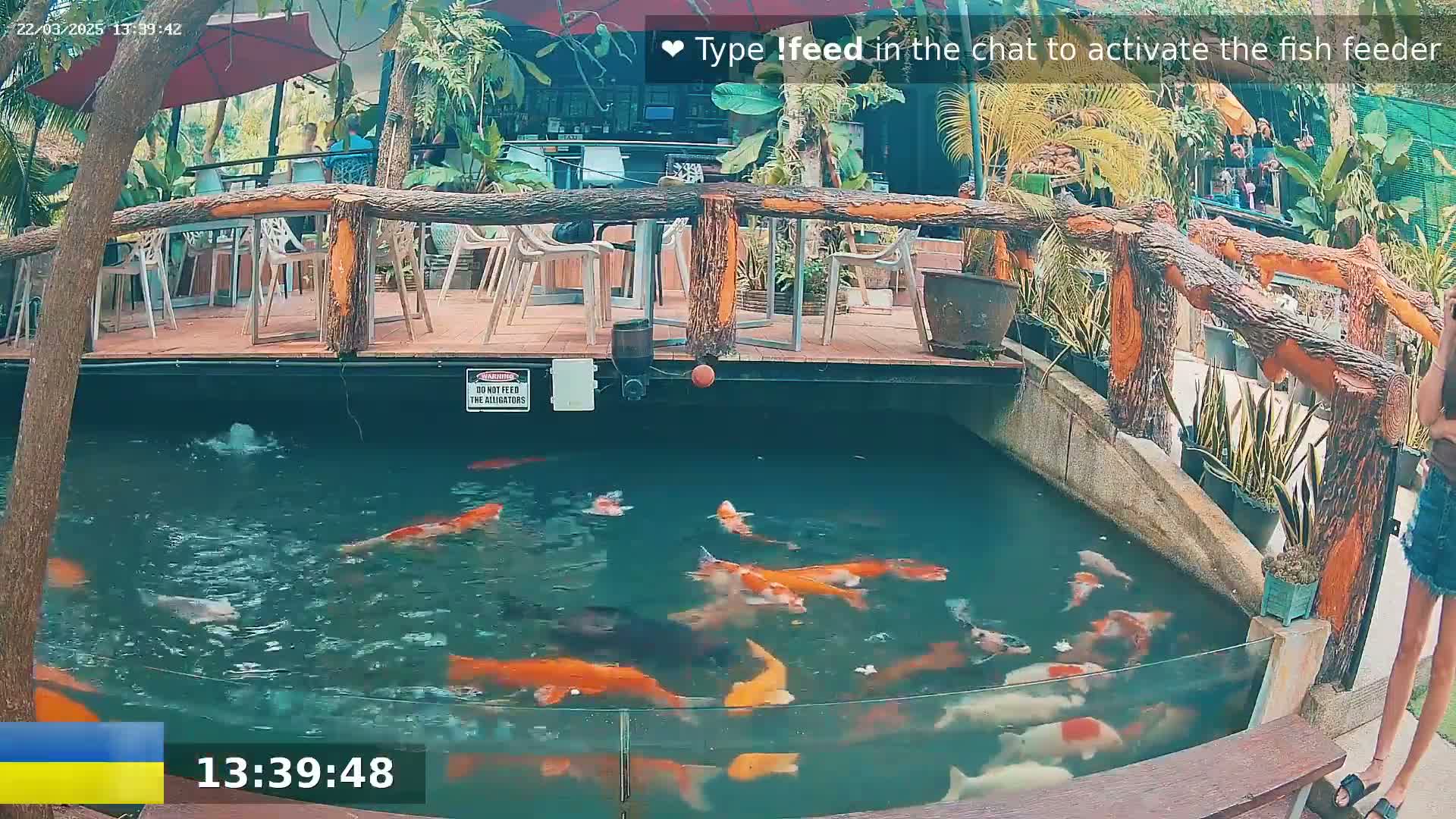 A pond containing numerous orange and white koi fish is surrounded by a wooden deck with seating, lush tropical plants, and a partially visible umbrella.