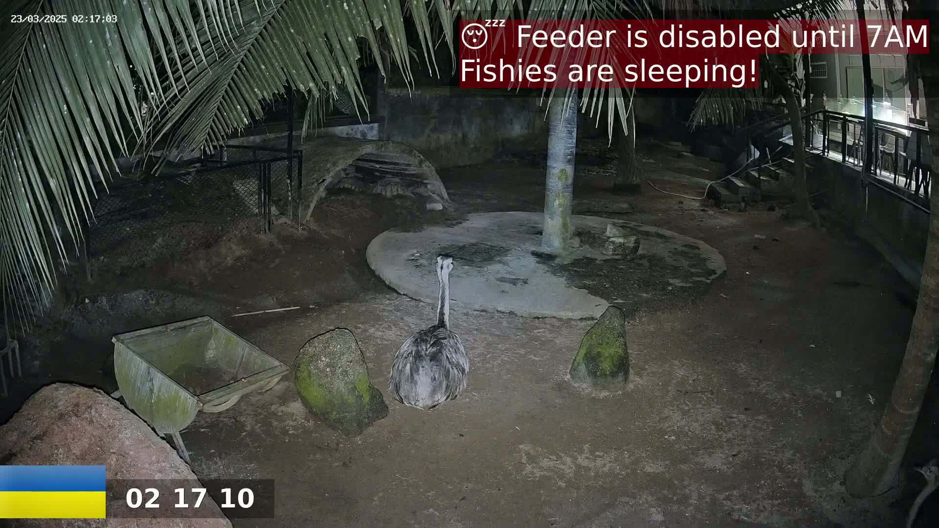 A rhea stands in a dark, outdoor enclosure at night, near a wheelbarrow and several rocks.