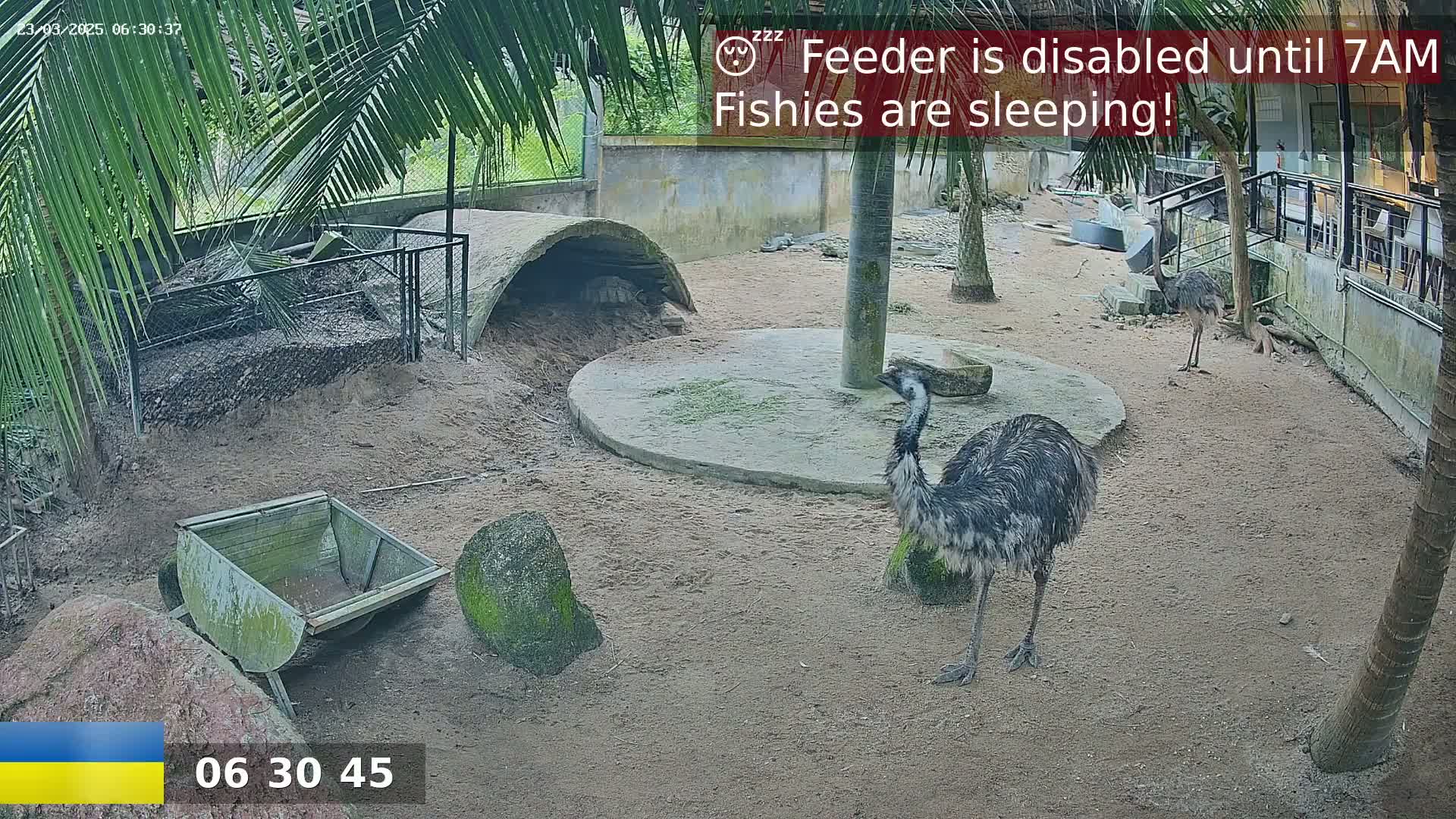 Two emus stand in a sandy outdoor enclosure under a partly cloudy sky, near a concrete structure and a small, weathered wooden cart.