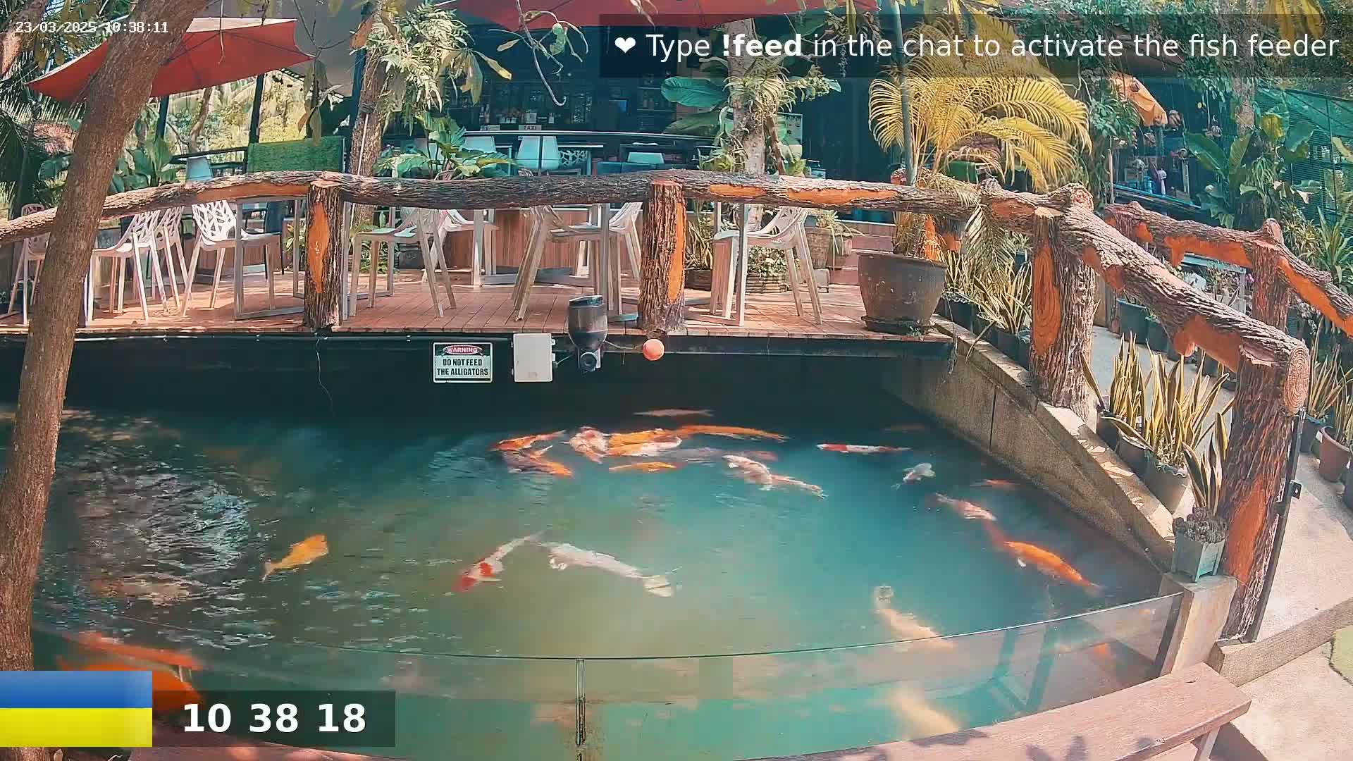 A koi pond with numerous orange and white fish is situated below a wooden deck furnished with white chairs and tables, all under a partly sunny sky.