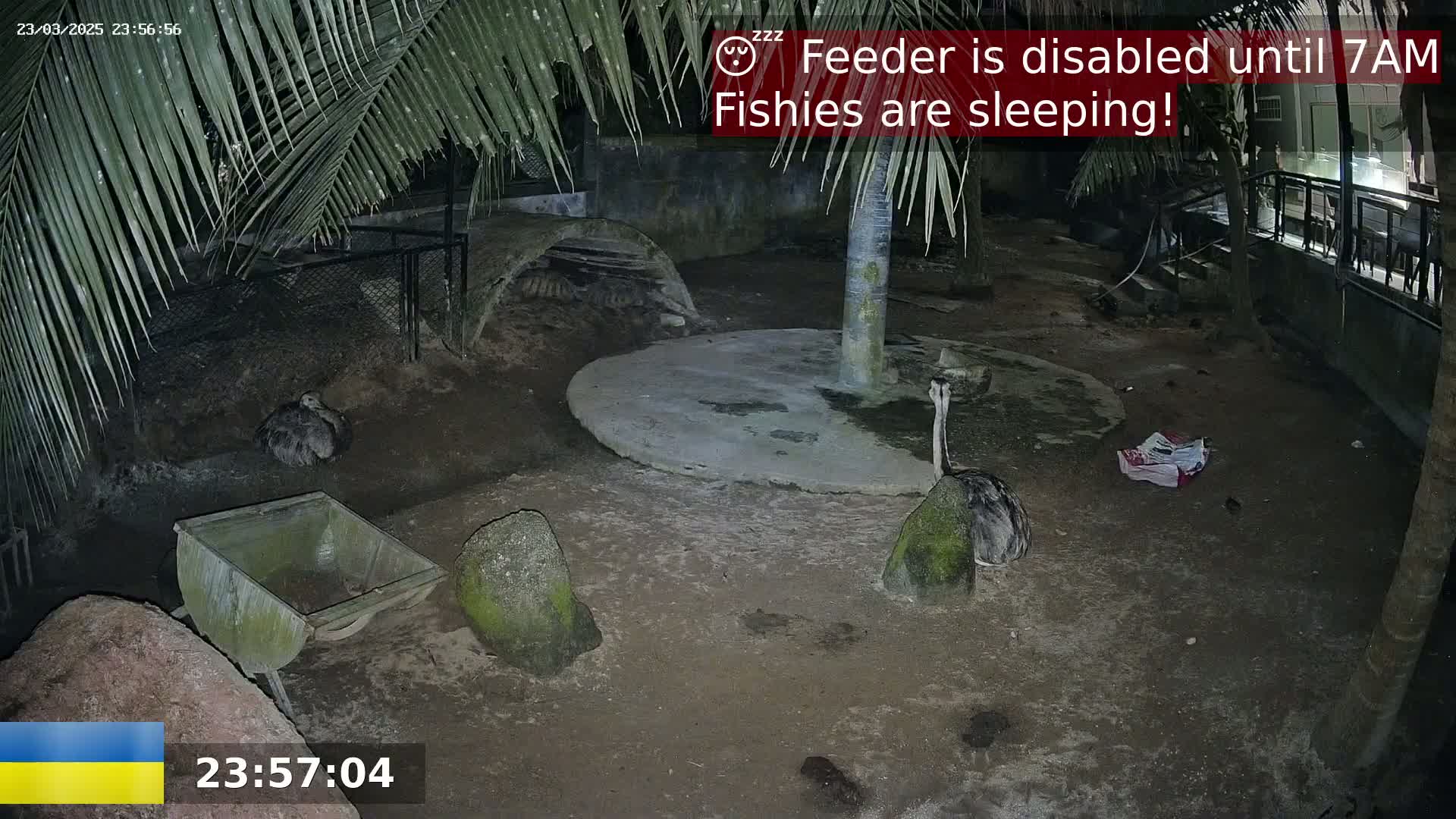 At night, under palm trees, two large birds rest on the ground of an enclosure, near a small, empty wheelbarrow.