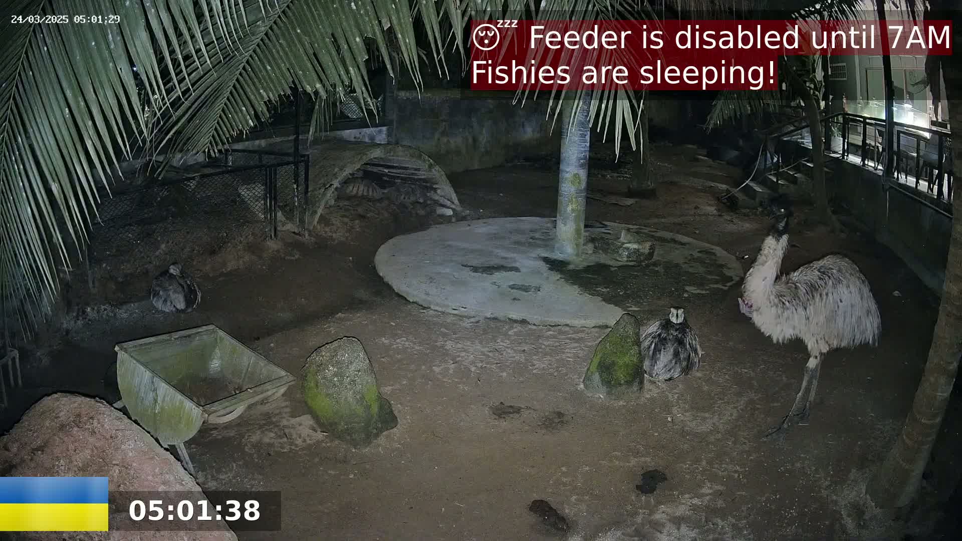 At night, under palm trees, two emus and another smaller bird are in an enclosure with a wheelbarrow and rocks.