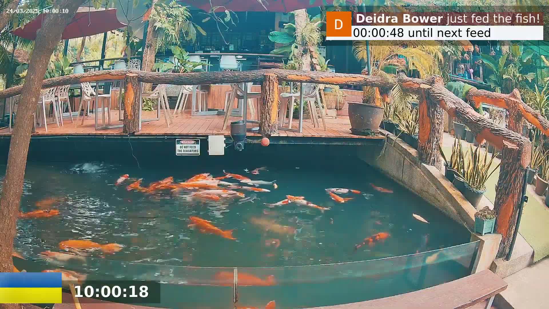 A koi pond with many orange fish is viewed from above, next to an outdoor restaurant with a wooden deck and several empty chairs.