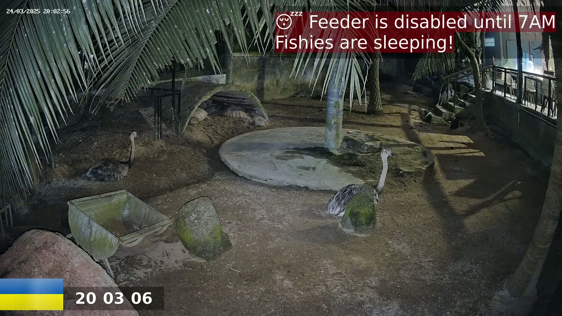 At night, under palm trees, two rheas stand near a small, empty cart in a dirt enclosure with a concrete circle and a tortoise shelter.