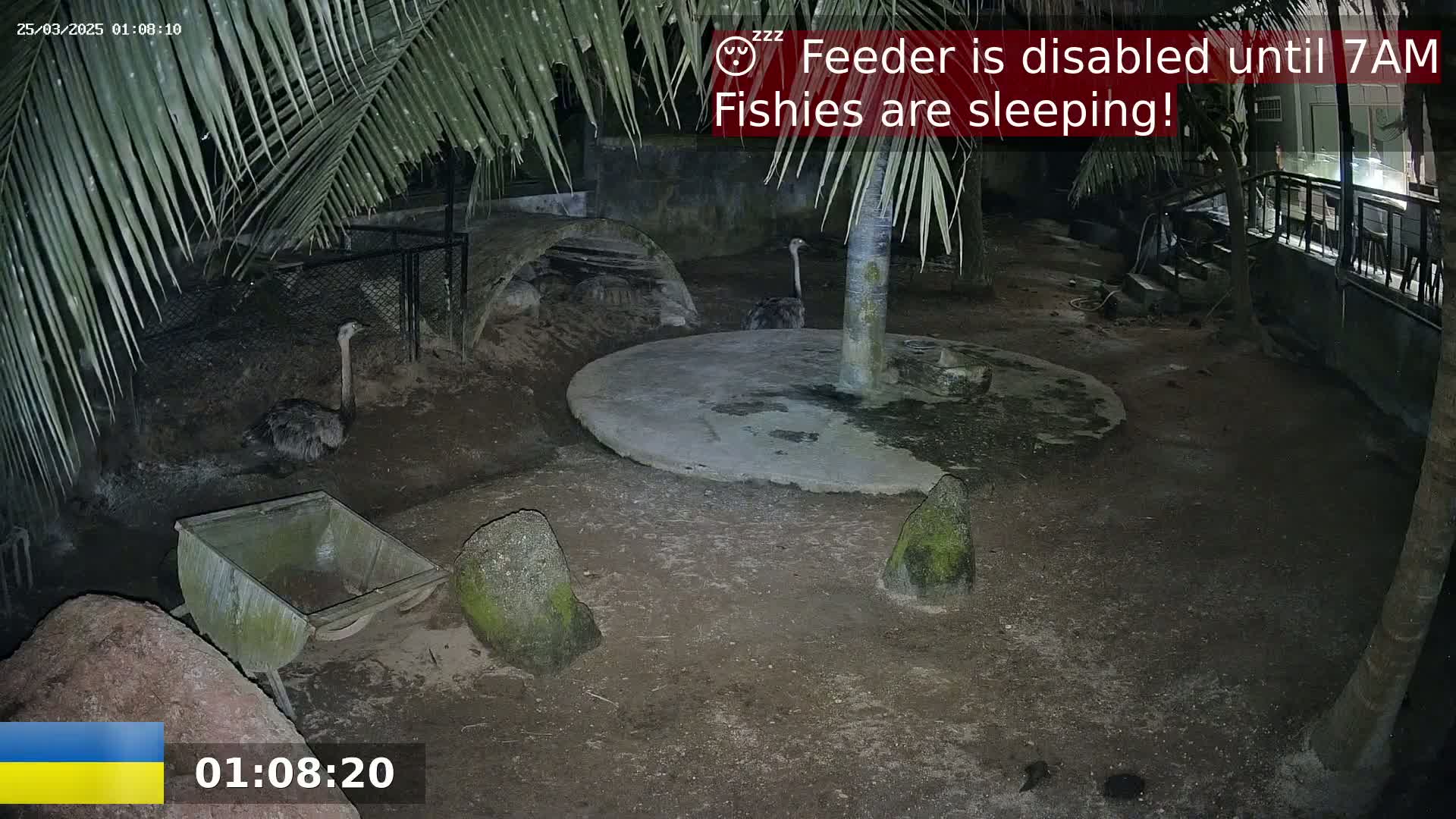 Several ostriches are visible at night in an enclosure under palm trees, near a small cart and some rocks.