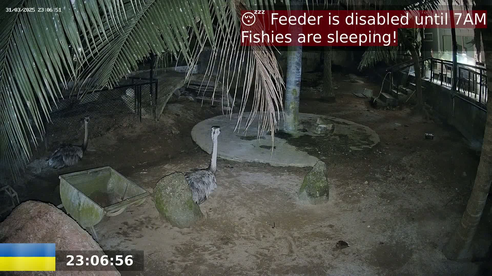 Two emus stand in a nighttime enclosure under palm trees in a dirt area with a small cart.