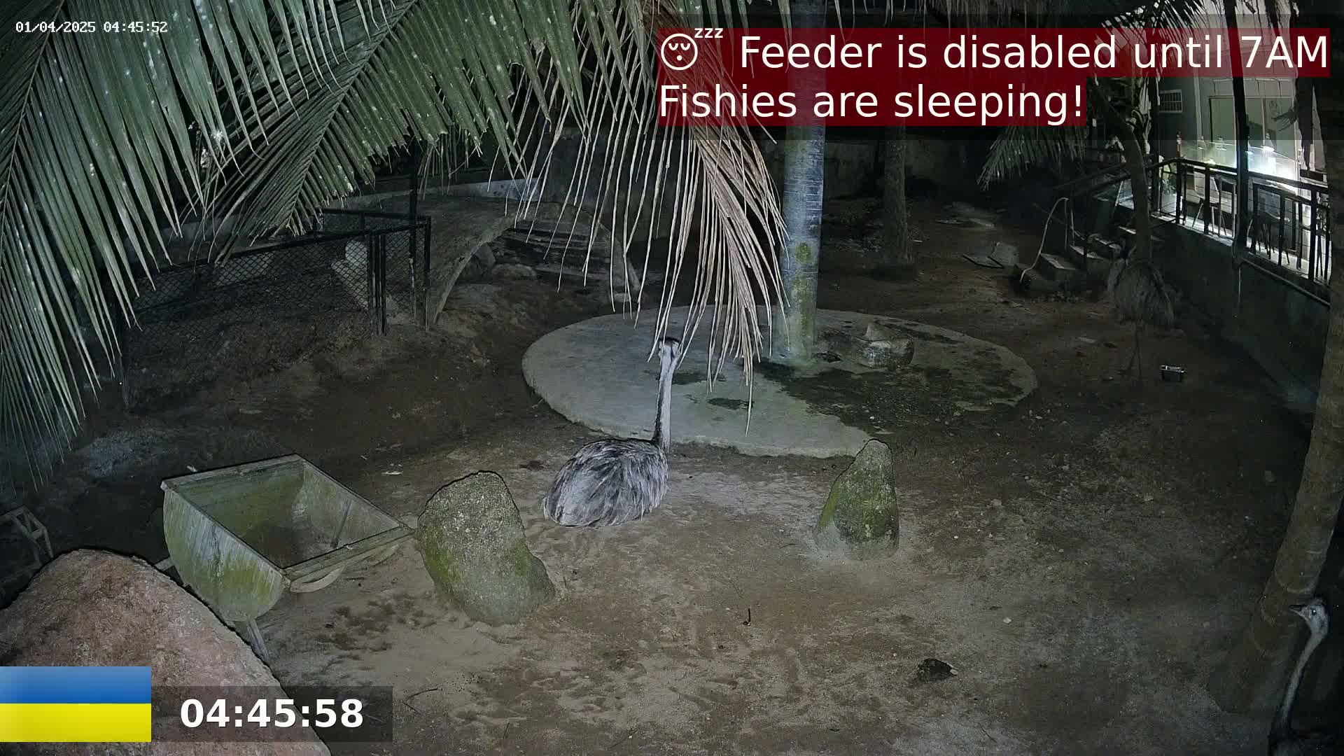 A rhea sits on the ground at night in an enclosure under palm trees.