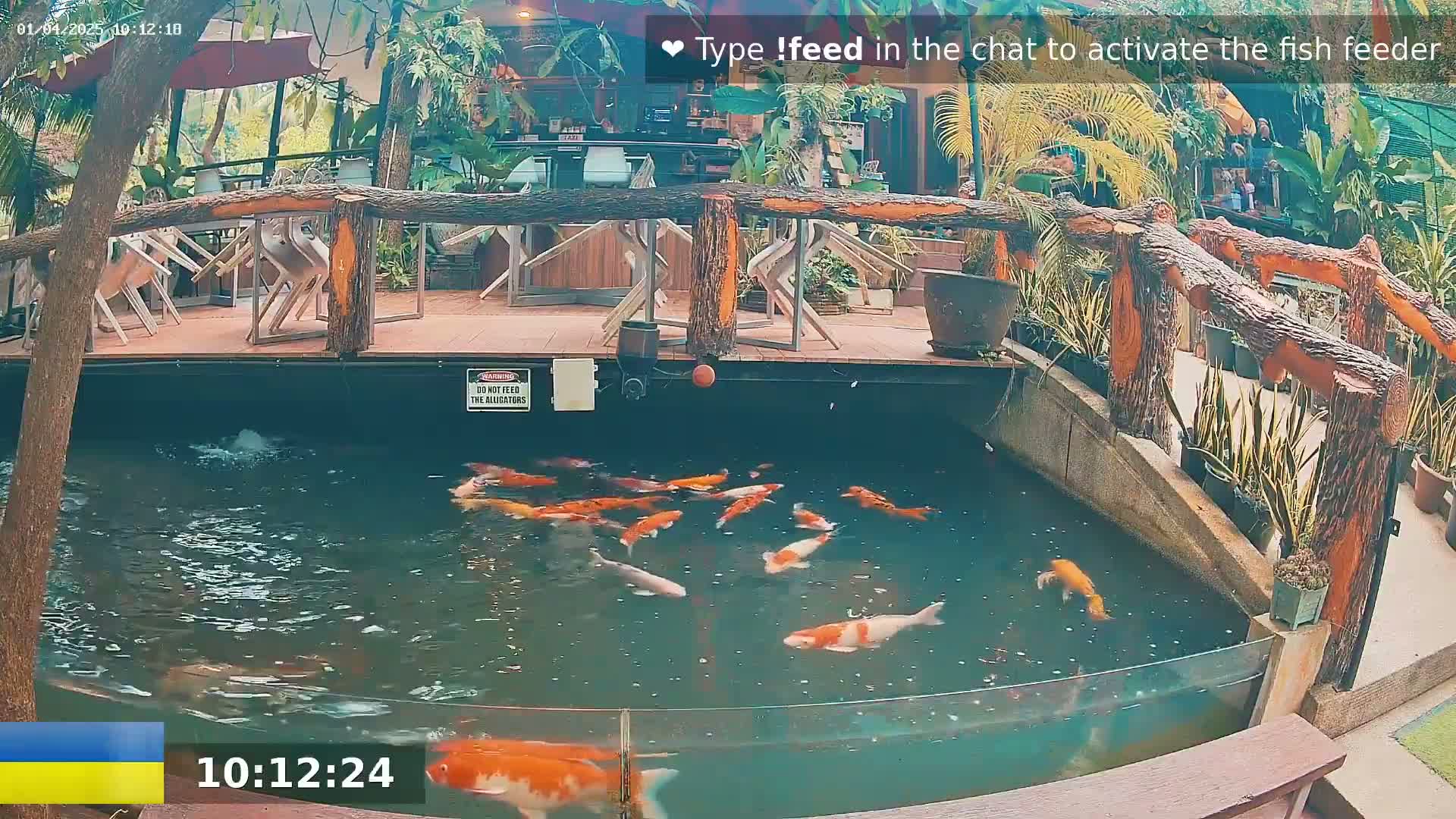 Koi swim in a pond next to an outdoor restaurant with wooden railings and tropical plants.