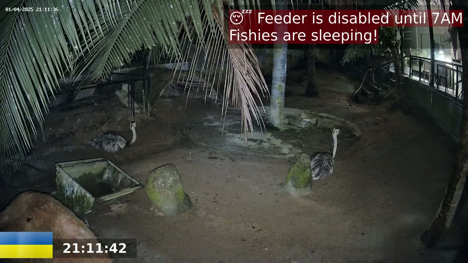 Two rheas stand in a dimly lit enclosure at night under palm trees.