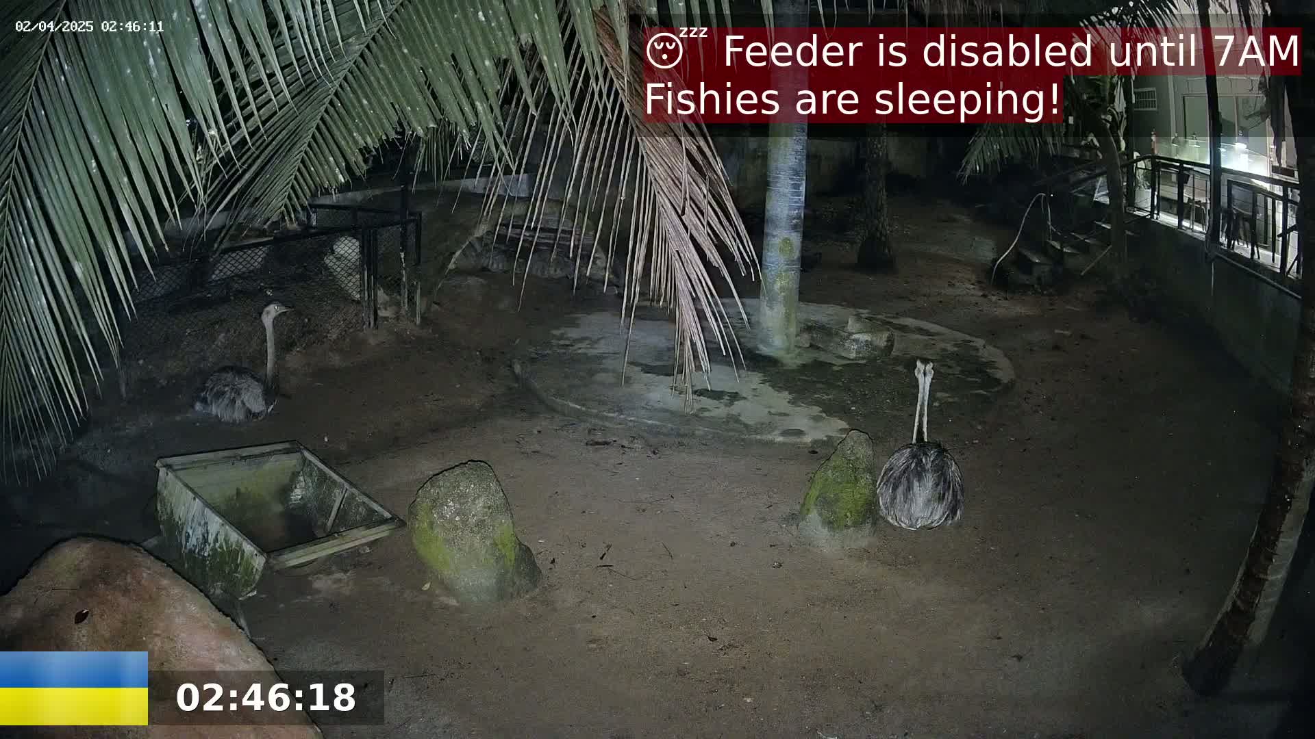 At night, under palm trees, two ostriches are seen resting in a sandy enclosure.