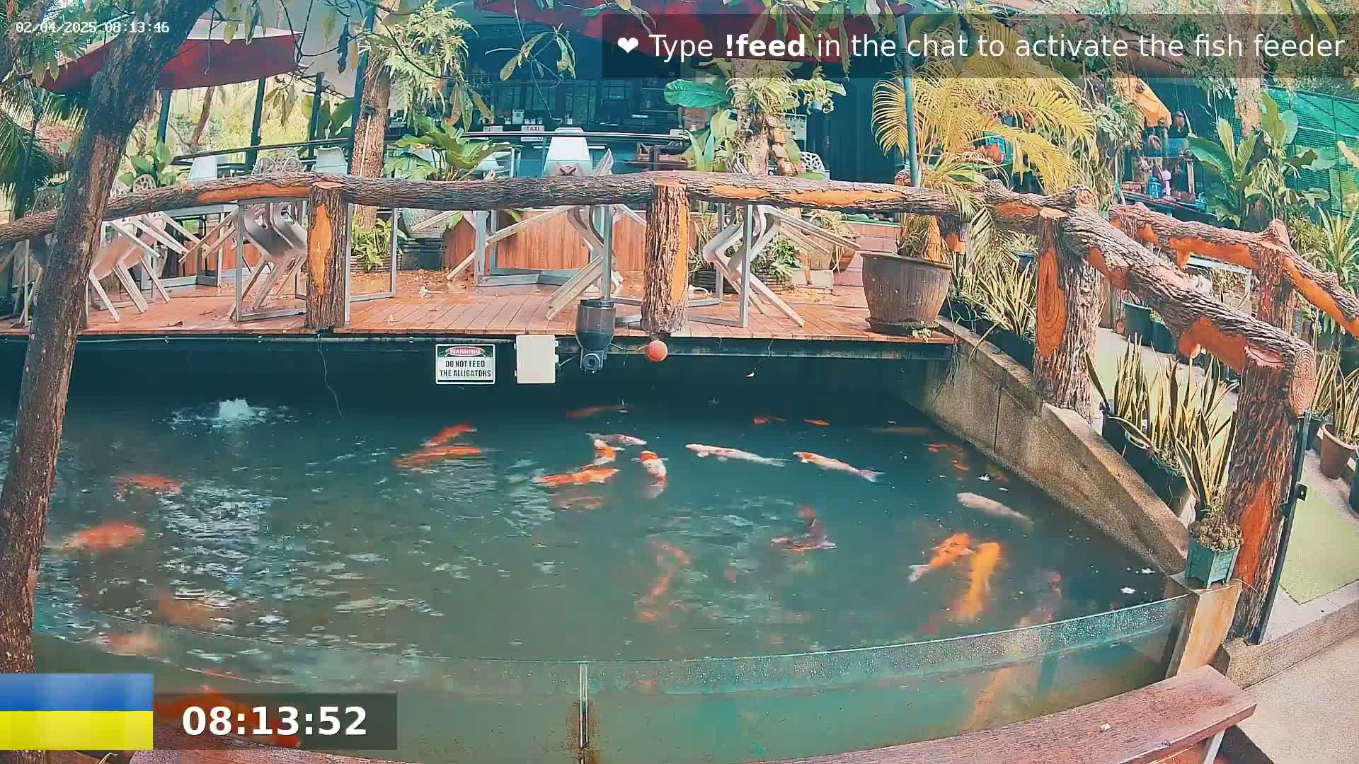 A pond containing numerous orange and white koi fish is situated below a wooden deck furnished with chairs and surrounded by tropical plants.