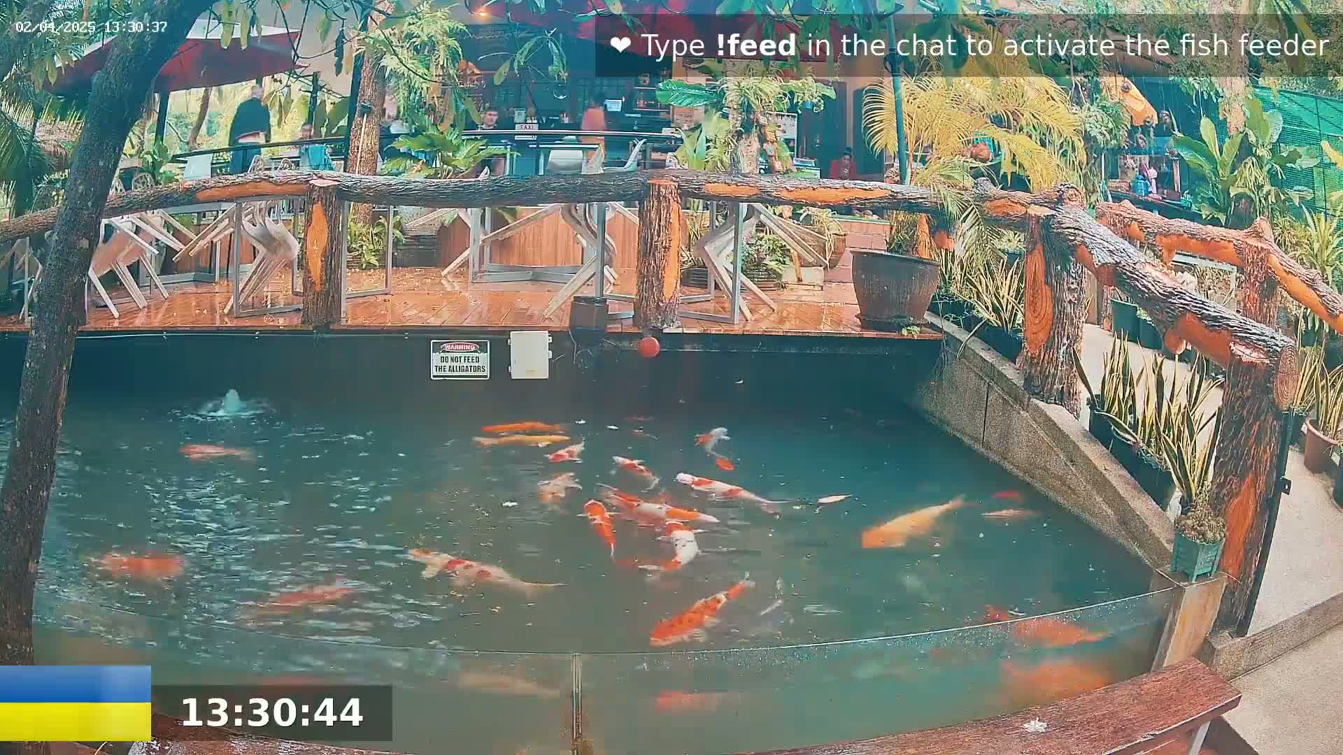 Koi fish swim in a pond surrounded by a wooden deck, railing, and lush tropical plants, under an overcast sky.