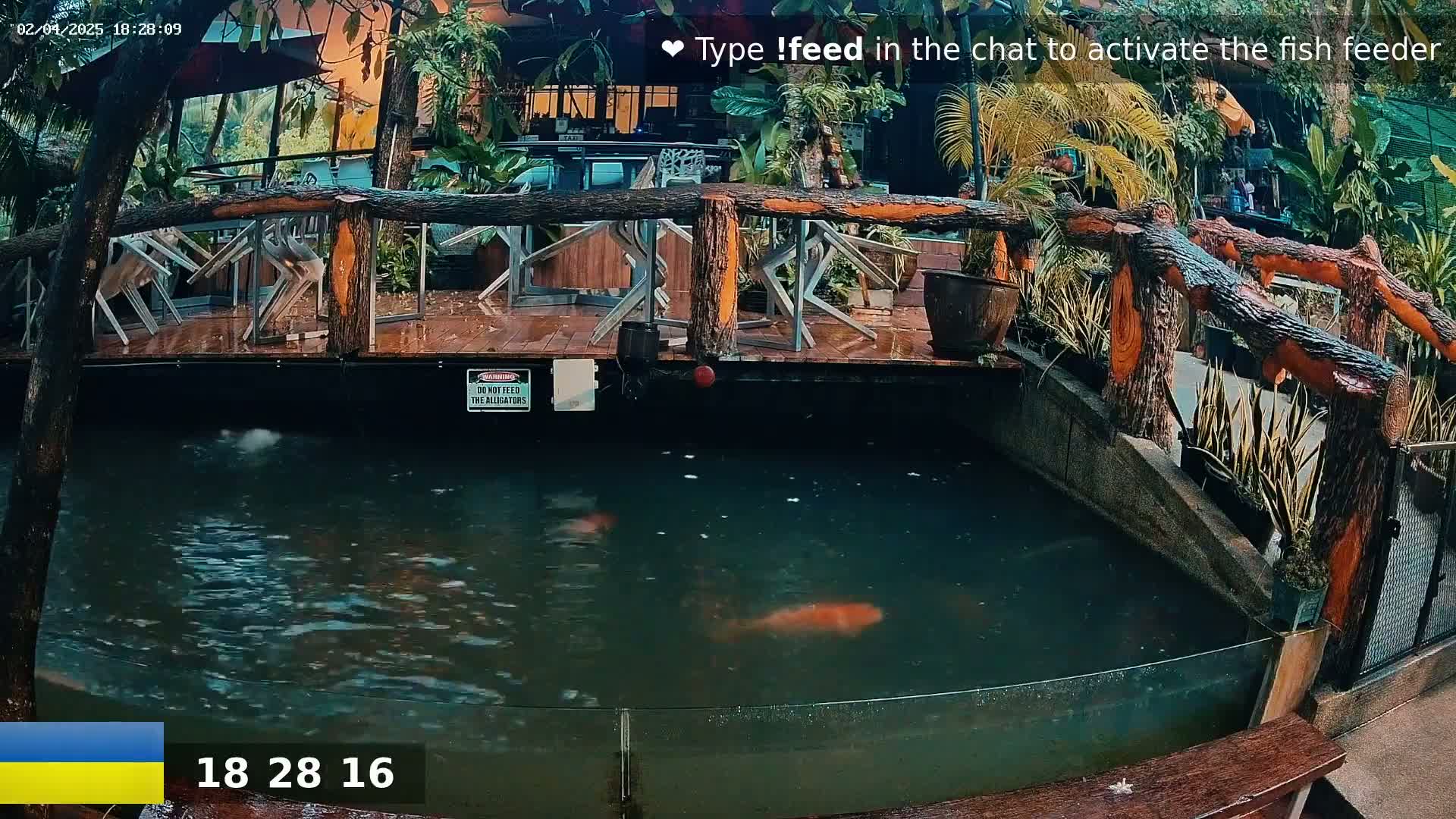 A rain-soaked outdoor patio with a wooden bridge overlooks a pond containing several large fish, surrounded by lush tropical plants.