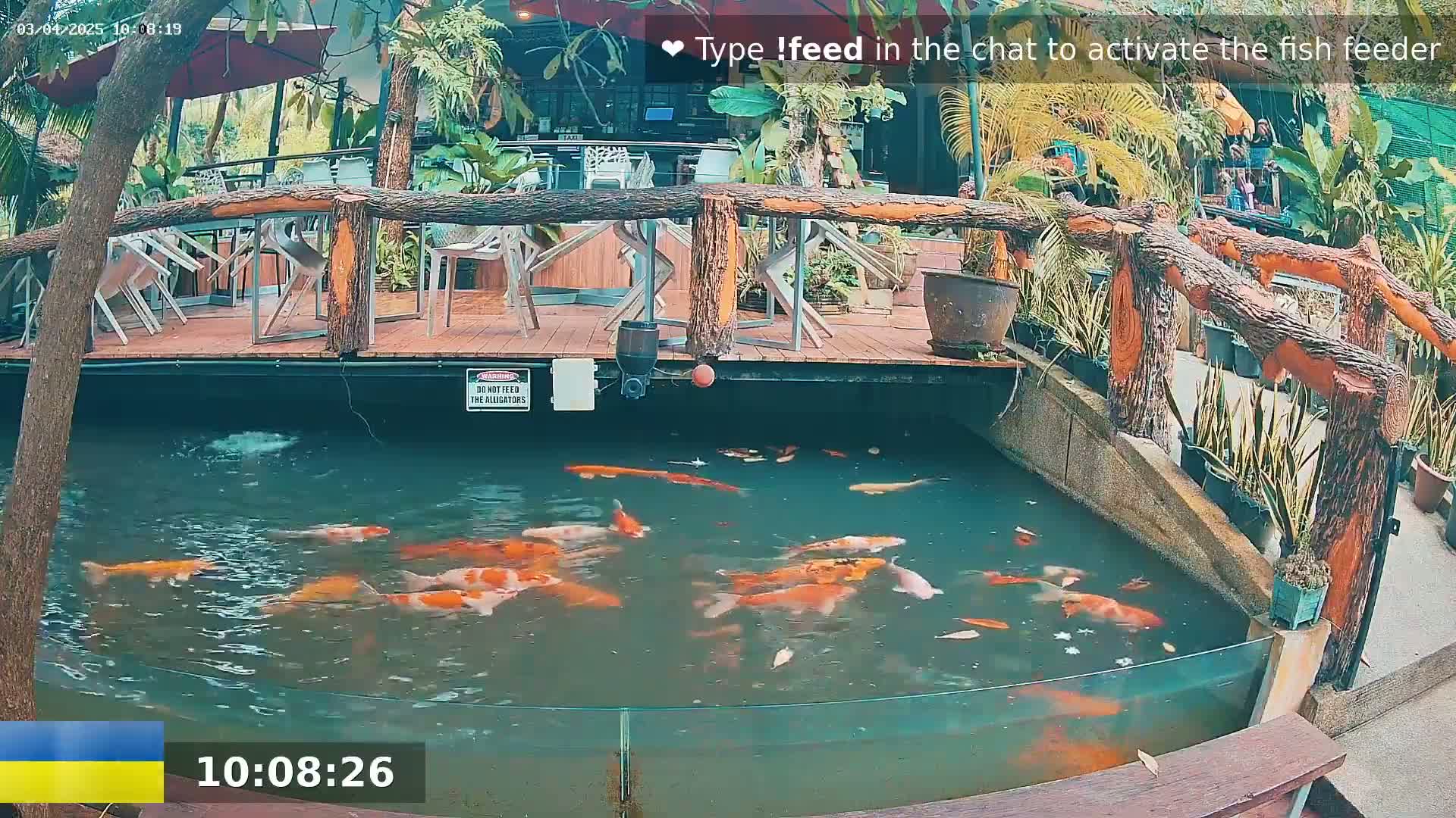 Many colorful koi fish swim in a pond next to an outdoor patio with wooden railings and potted plants, under an overcast sky.