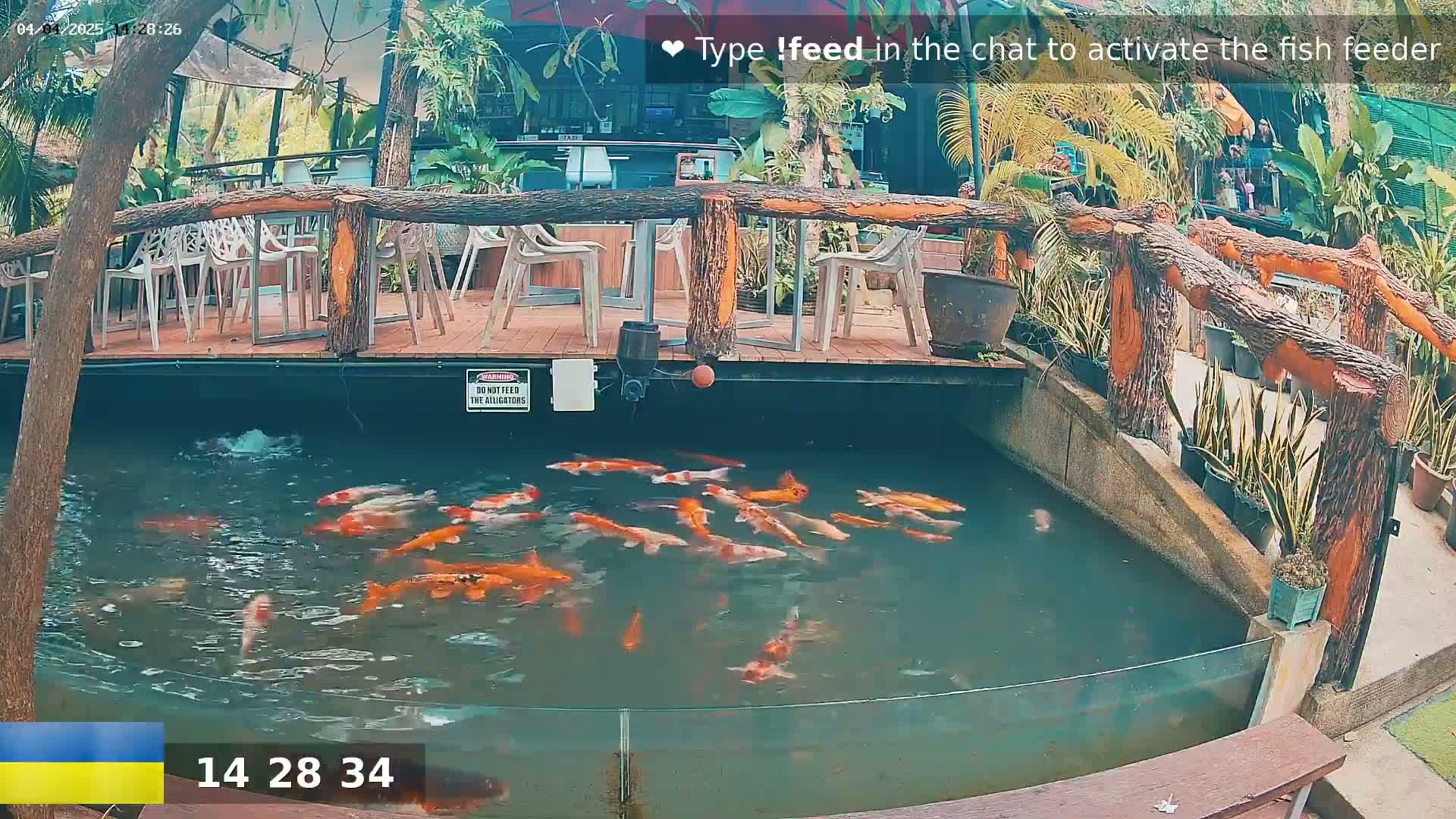 A pond filled with orange and white koi fish is situated beneath an outdoor patio with wooden railings and several empty chairs.