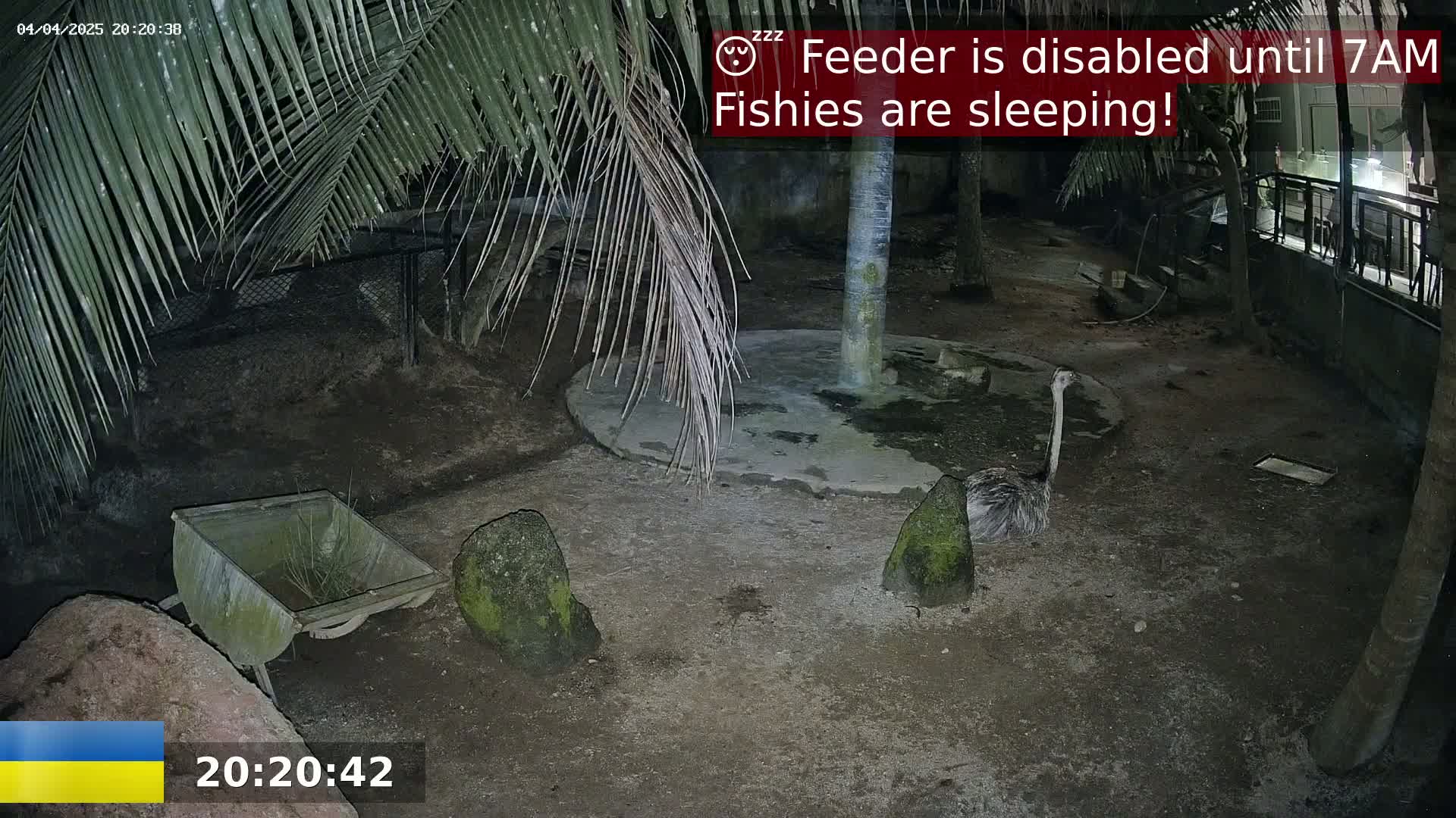 An emu stands in a dimly lit outdoor enclosure at night, near a wheelbarrow and several rocks, under palm trees.
