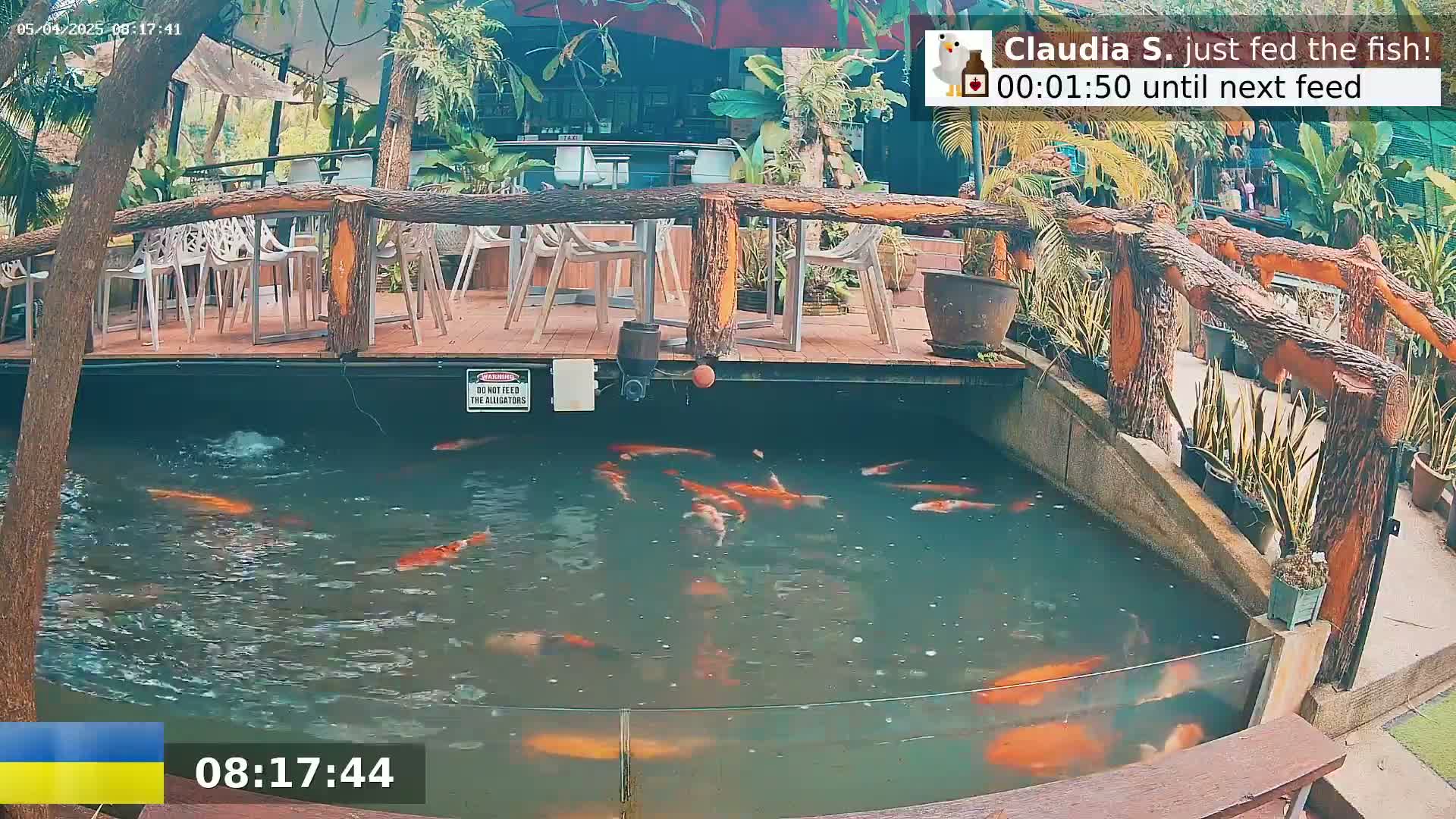 A pond containing numerous koi fish is situated beneath a wooden deck with outdoor seating, surrounded by lush greenery.