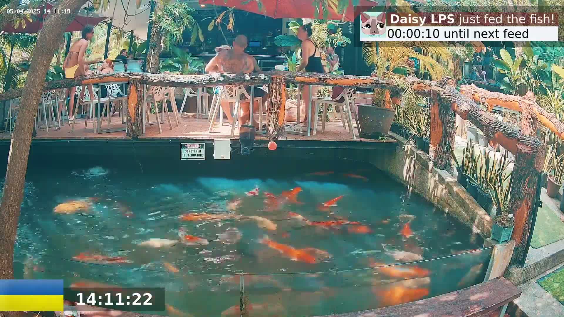 A koi pond with many colorful fish is situated beneath an outdoor deck where several people are seated at tables under shaded umbrellas.