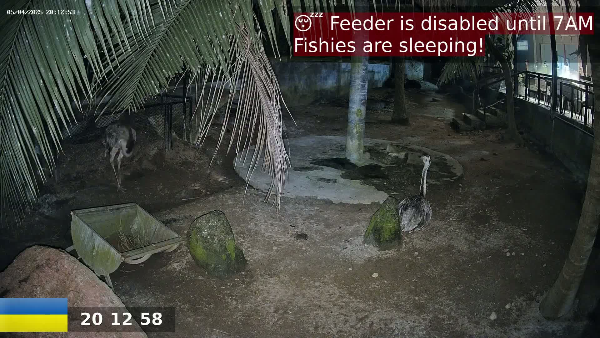 Two rheas are standing in a dark, outdoor enclosure at night, near a small wooden wheelbarrow and some rocks, under palm trees.