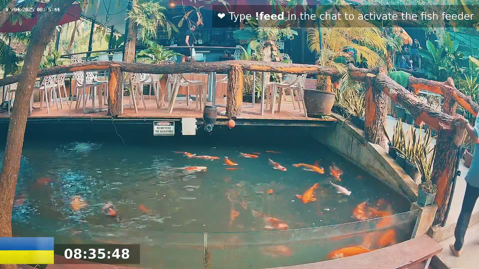Many orange koi swim in a pond beside an outdoor patio with wooden railings and white chairs.