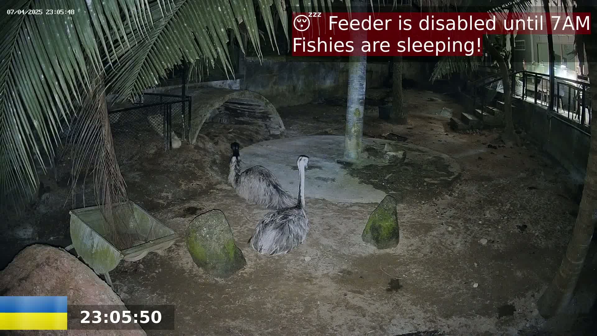 Two emus are standing in a nighttime enclosure with a wheelbarrow and several rocks.