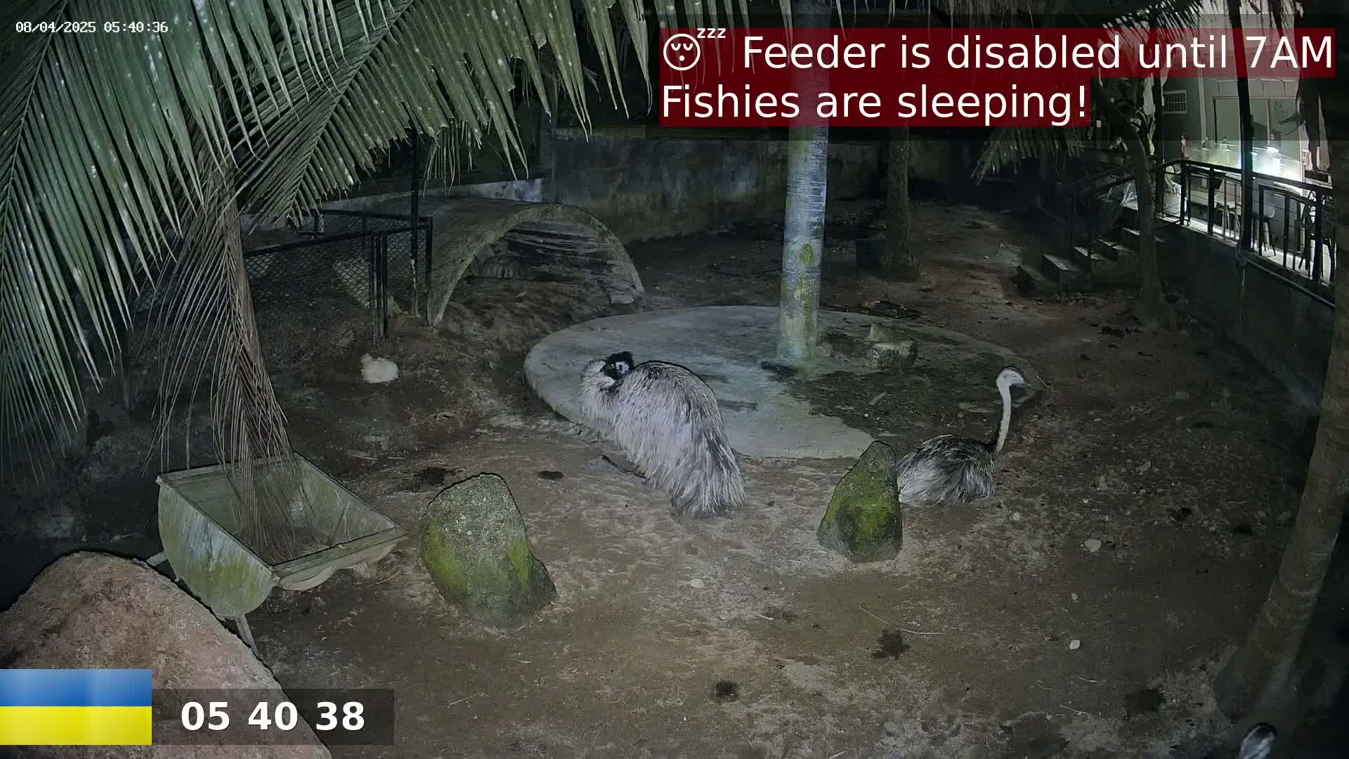 Two emus are standing in a dirt enclosure at night under palm trees.
