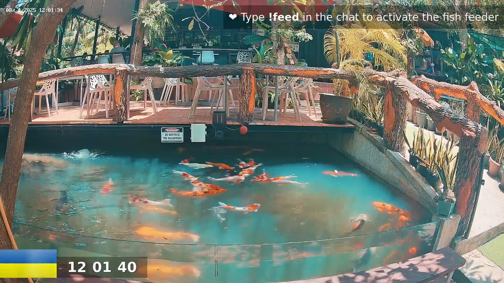 Koi fish swim in a clear pond beneath an outdoor patio with a wooden bridge and surrounding tropical plants in bright sunlight.