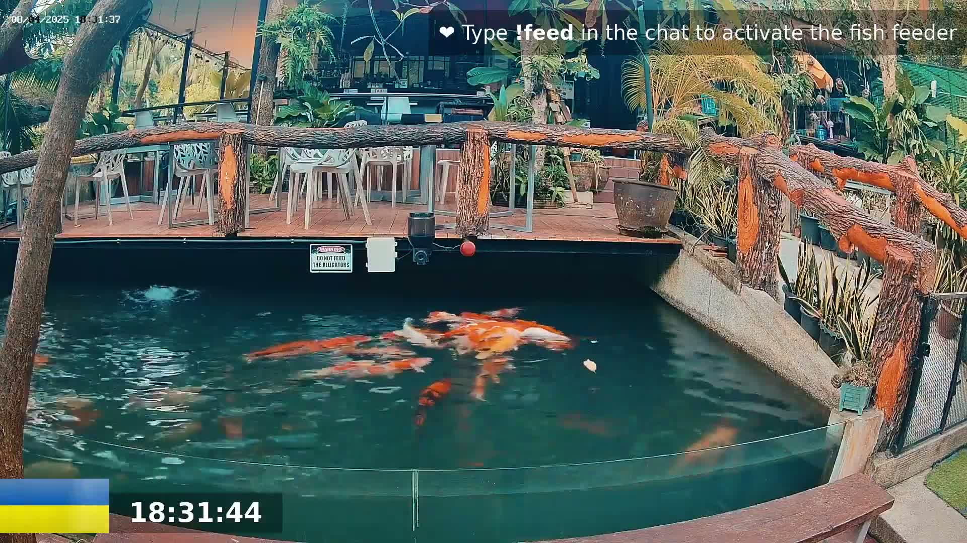 Koi fish swim in a pond next to an outdoor patio with tables and chairs, surrounded by lush tropical plants.